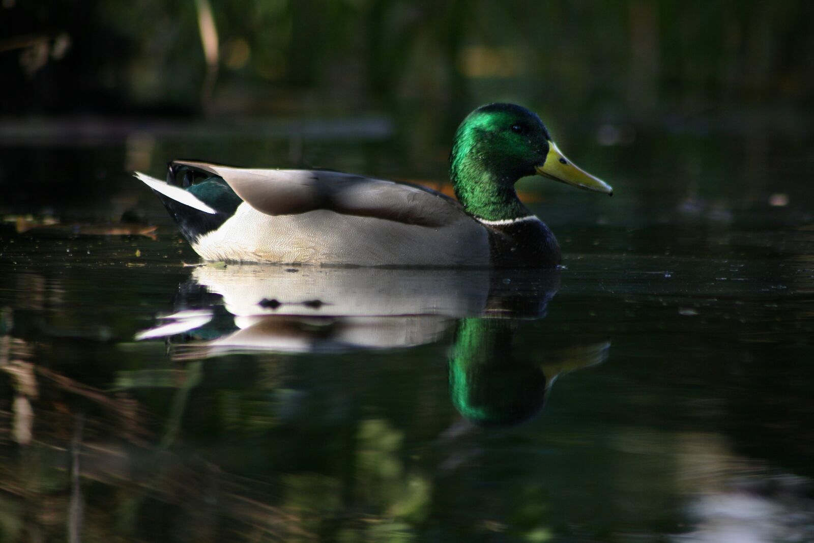 Canon EOS 400D (EOS Digital Rebel XTi / EOS Kiss Digital X) sample photo. Duck, drake, water bird photography