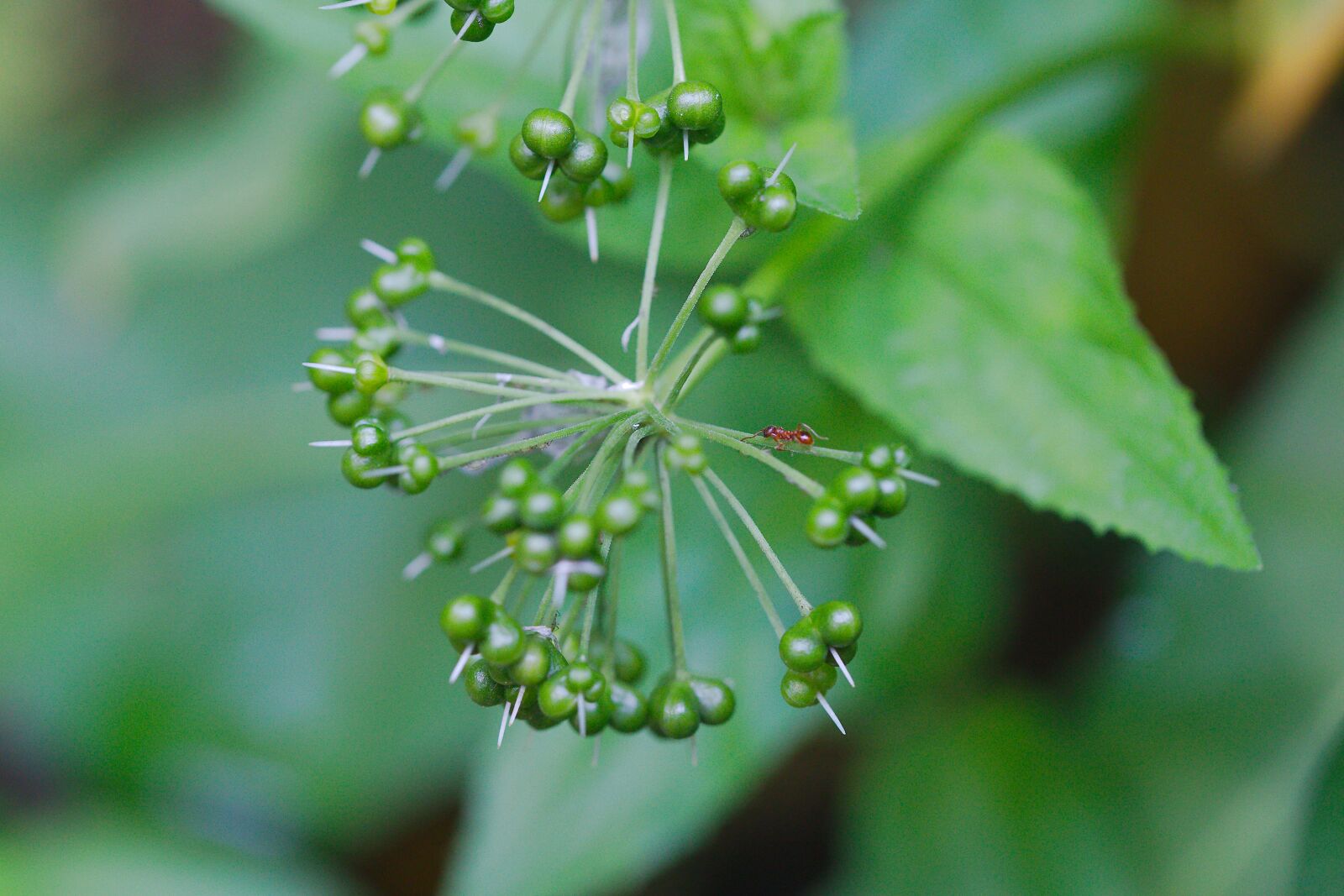 Canon EOS 6D sample photo. Leaf, nature, plant photography