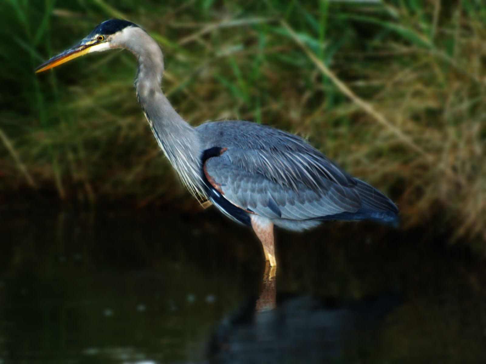 Olympus E-500 (EVOLT E-500) sample photo. Bird, great, blue, heron photography