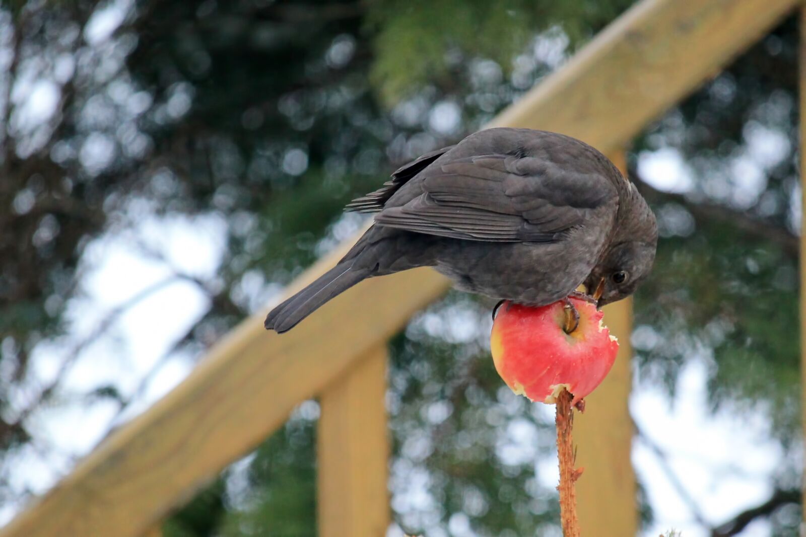Canon EF-S 55-250mm F4-5.6 IS STM sample photo. Bird, blackbird, female photography