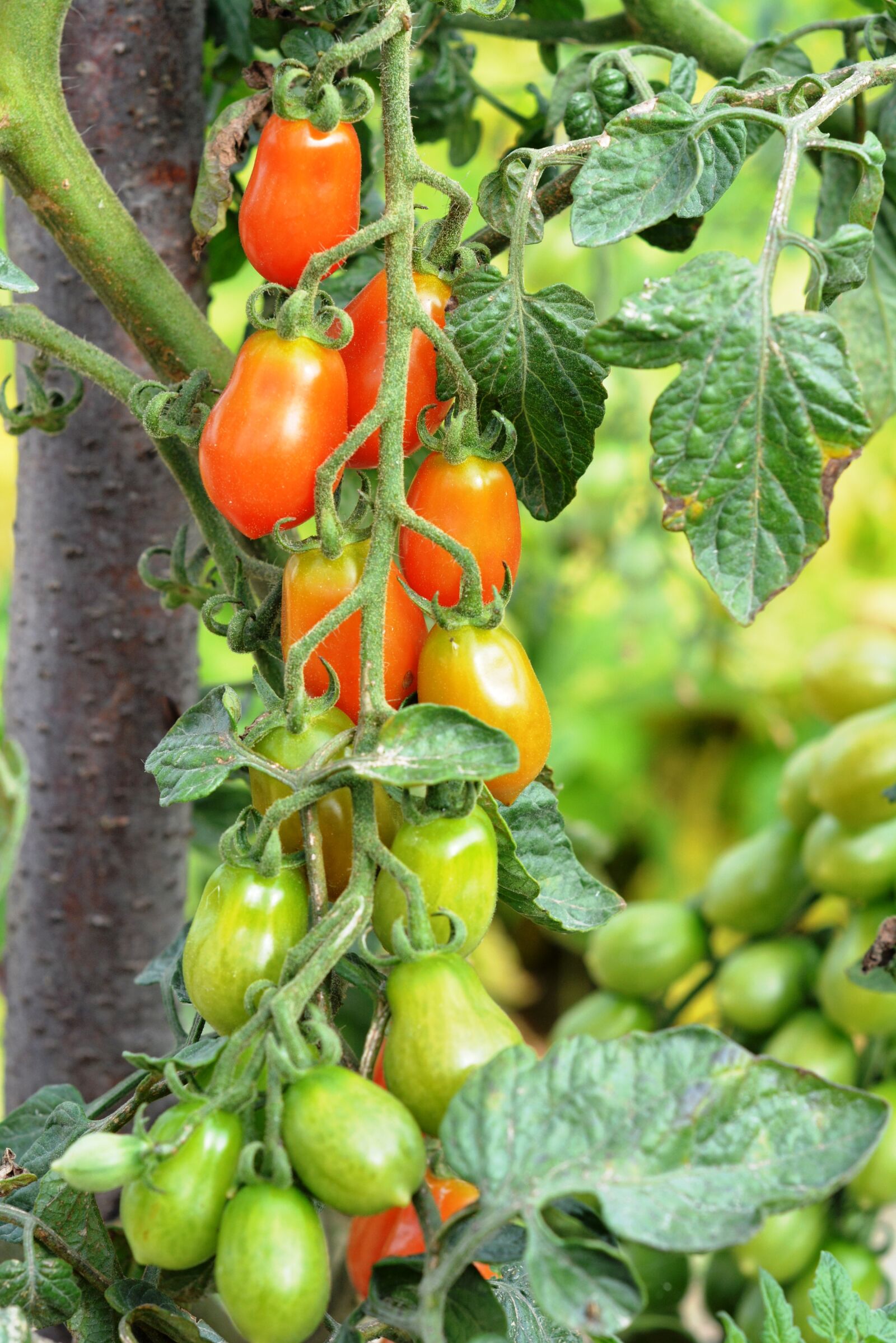 Nikon D5200 sample photo. Tomato, tomatoes, cherry tomatoes photography