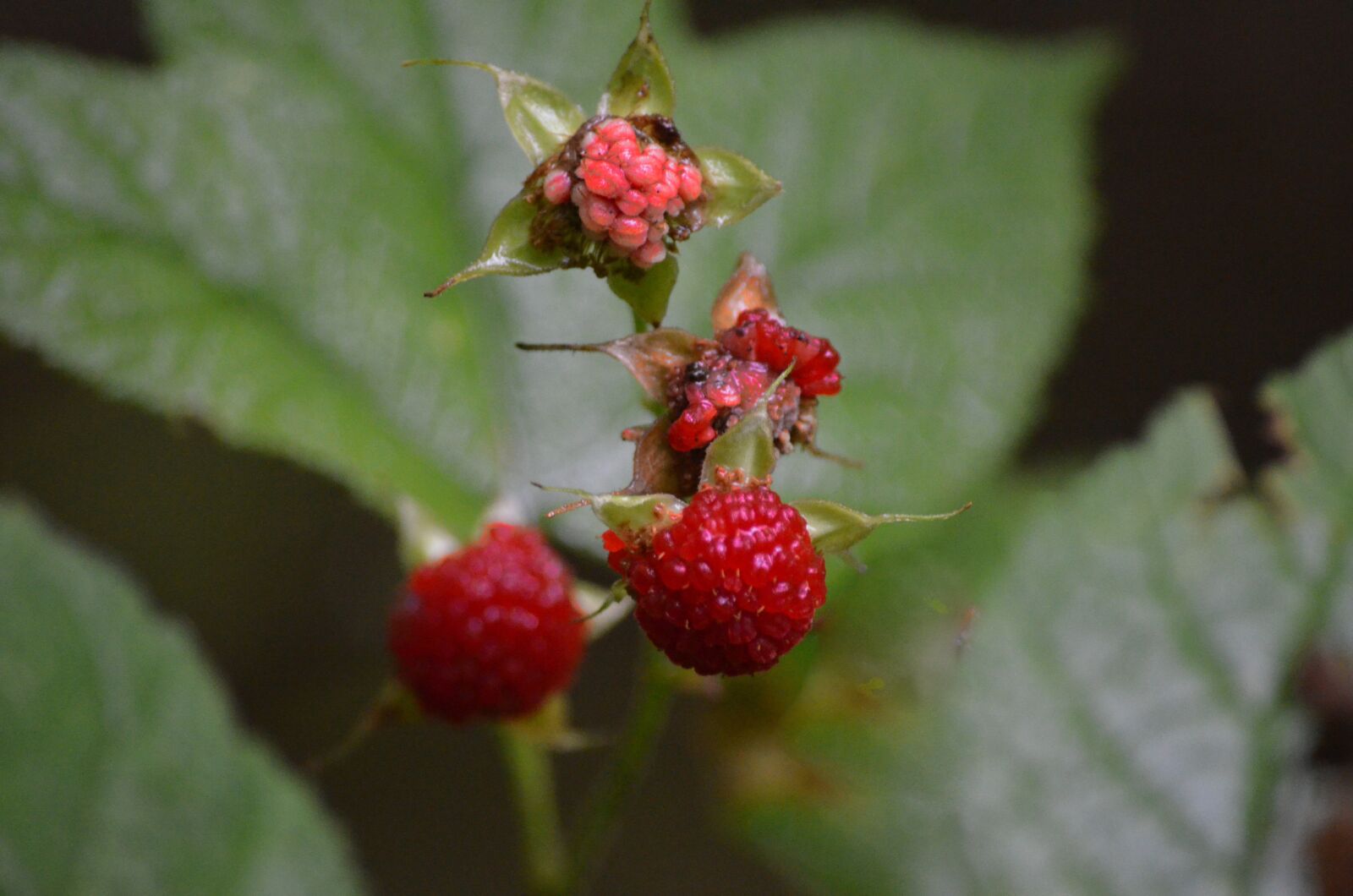 Nikon D5100 sample photo. Berries, fruit, plant photography