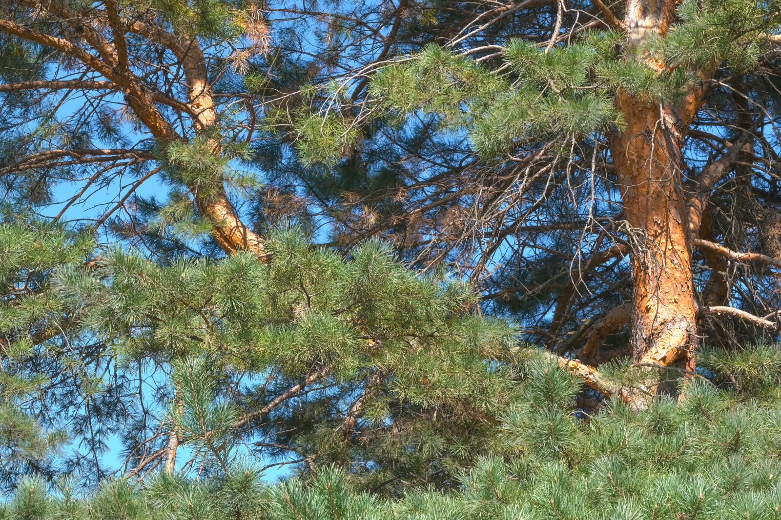 Fujifilm X-T3 sample photo. Pine, bark, tree photography