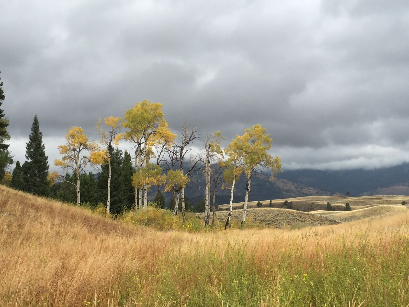 Apple iPhone 6 sample photo. Storm, trees, landscape photography