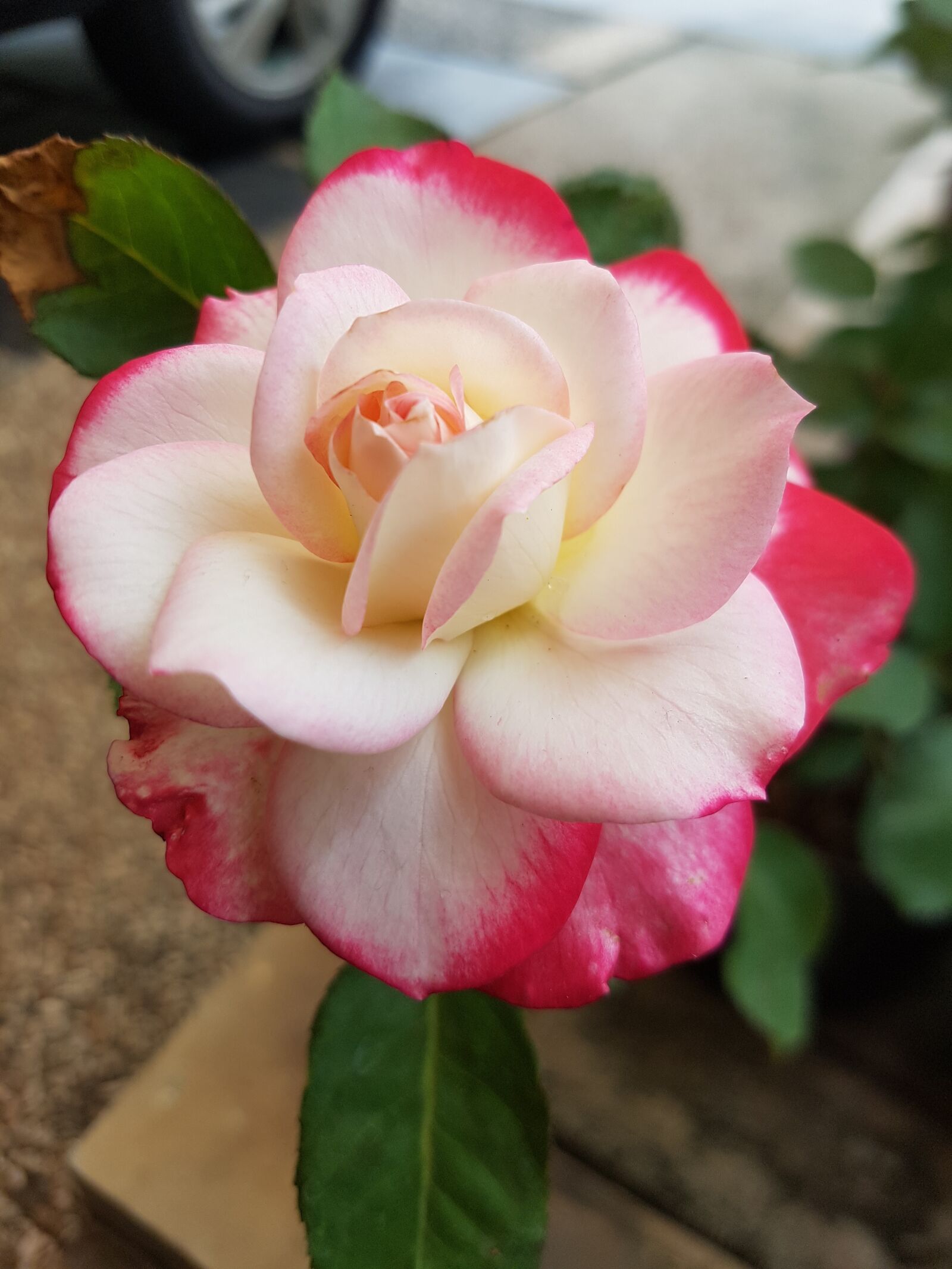 Samsung Galaxy S7 Edge sample photo. Flower, rose, blossom photography