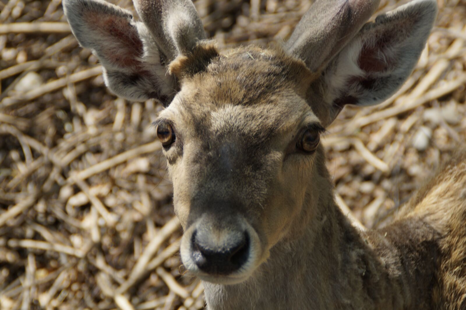 Sony SLT-A58 sample photo. Fallow deer, male, animal photography