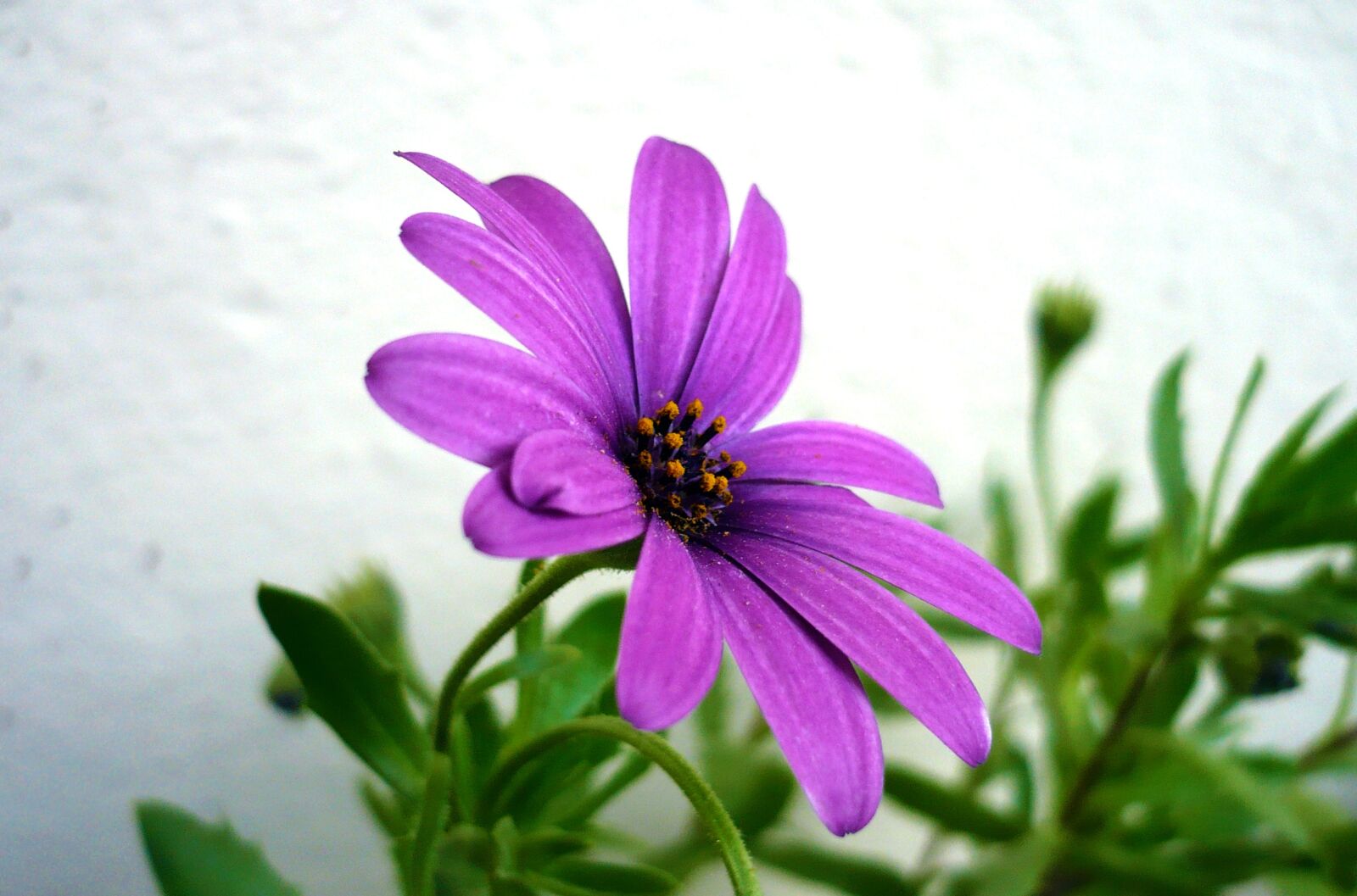 Panasonic DMC-LS60 sample photo. Flower, daisy, purple flowers photography