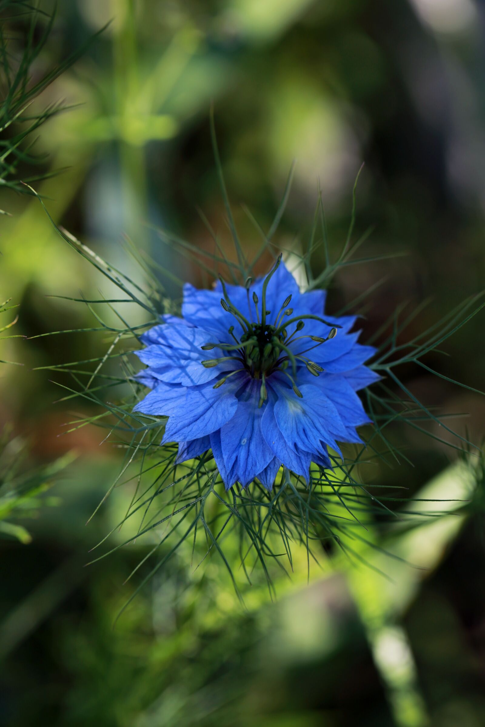Canon EF 100mm F2.8L Macro IS USM sample photo. Flower, spring flowers, blue photography