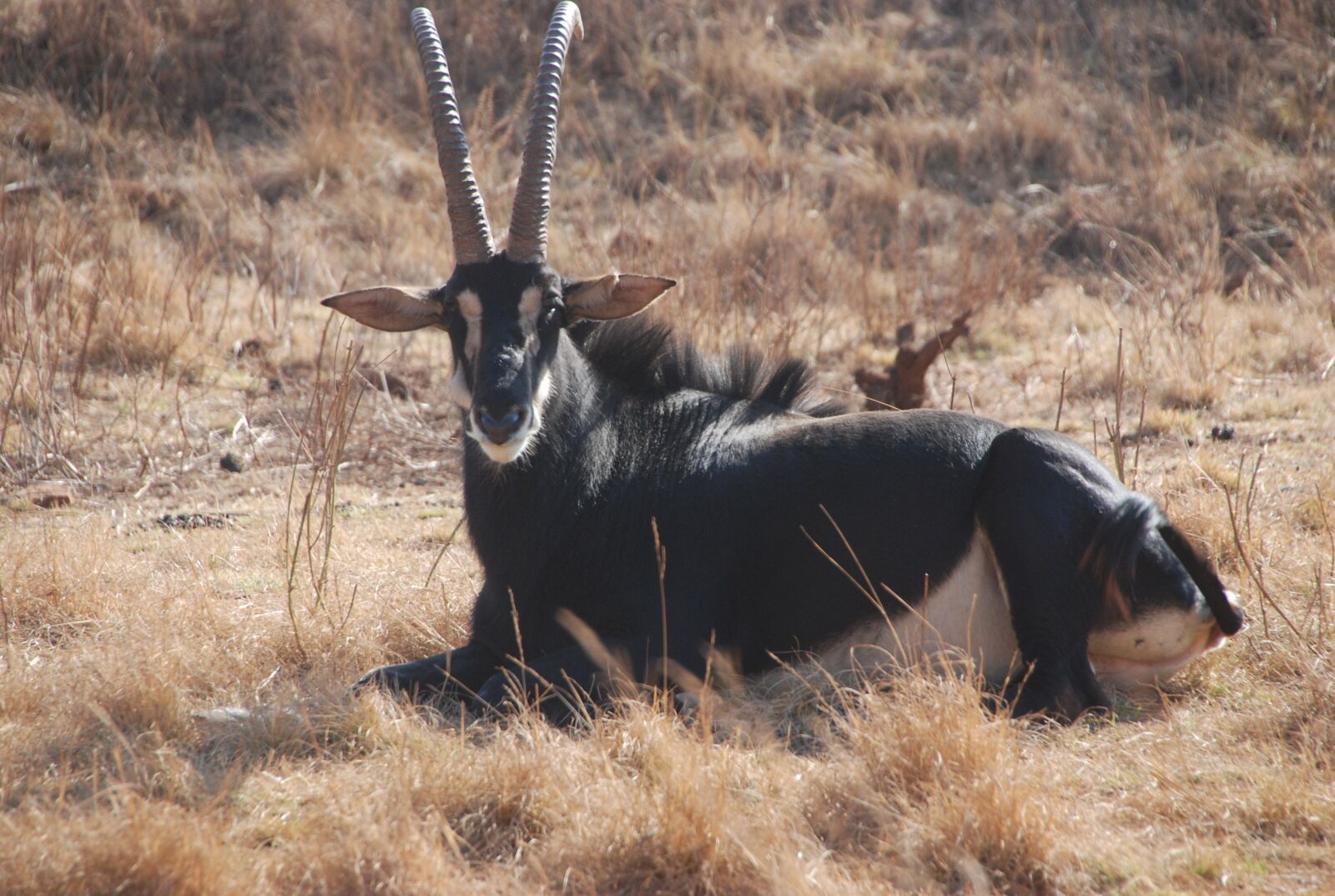 Nikon D80 sample photo. Sable, south africa, wildlife photography