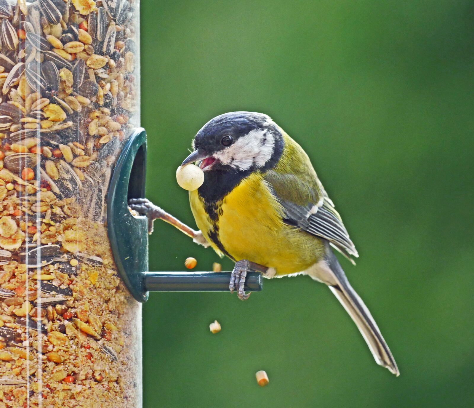 Panasonic Lumix DMC-GX8 sample photo. Tit, winter feeding, treat photography