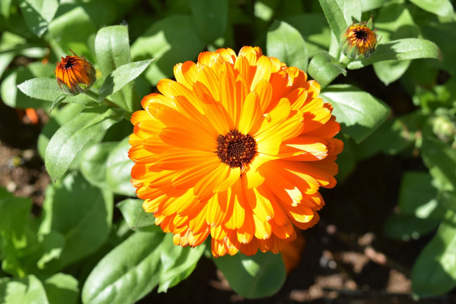 Nikon D3300 sample photo. Orange, flower, green photography
