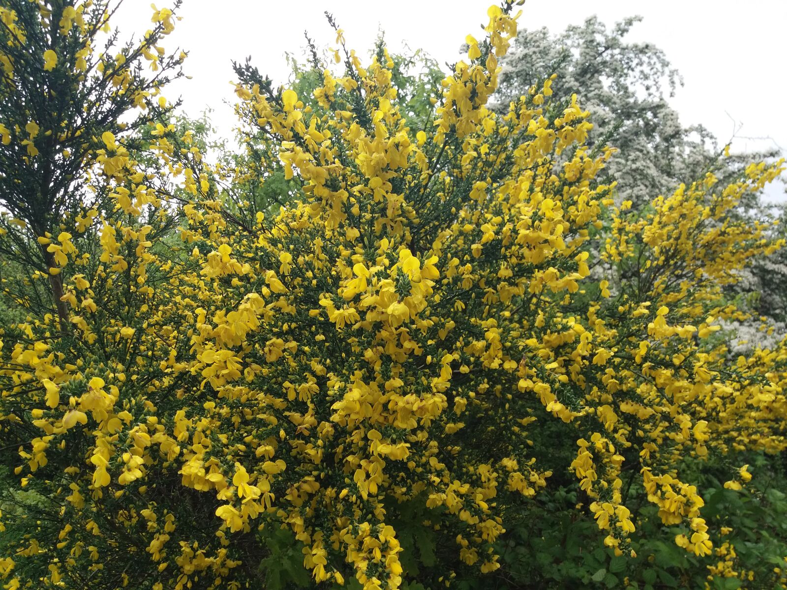 Samsung Galaxy J5(2016) sample photo. Broom, yellow flowers, broom photography