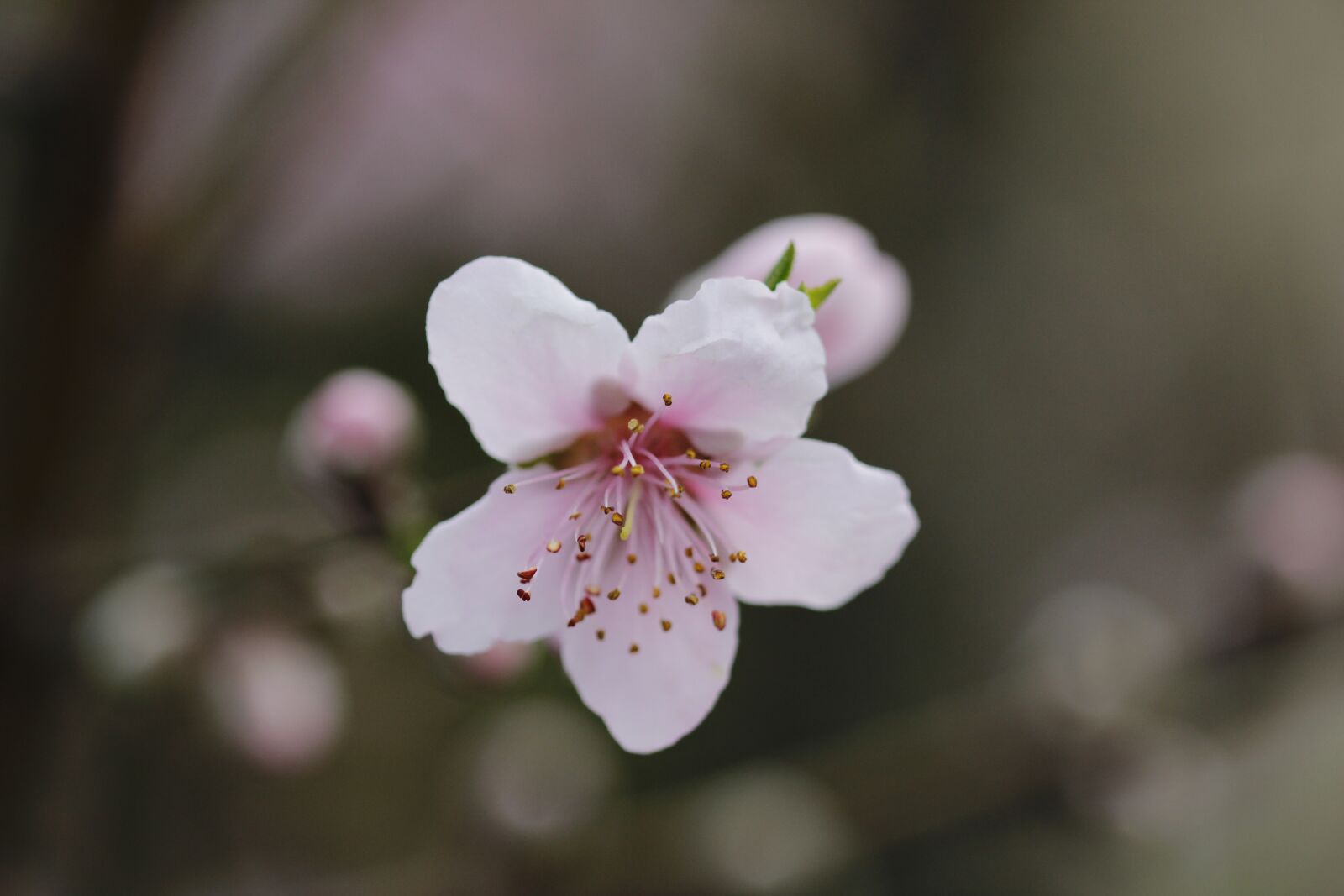 Canon EOS 600D (Rebel EOS T3i / EOS Kiss X5) + Canon EF 100mm F2.8 Macro USM sample photo. Flower, peach tree, spring photography
