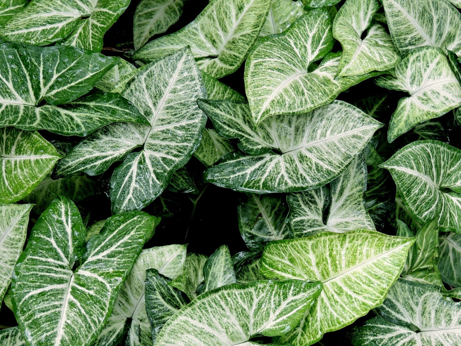 Nikon Coolpix P510 sample photo. Green, leaves, nature photography