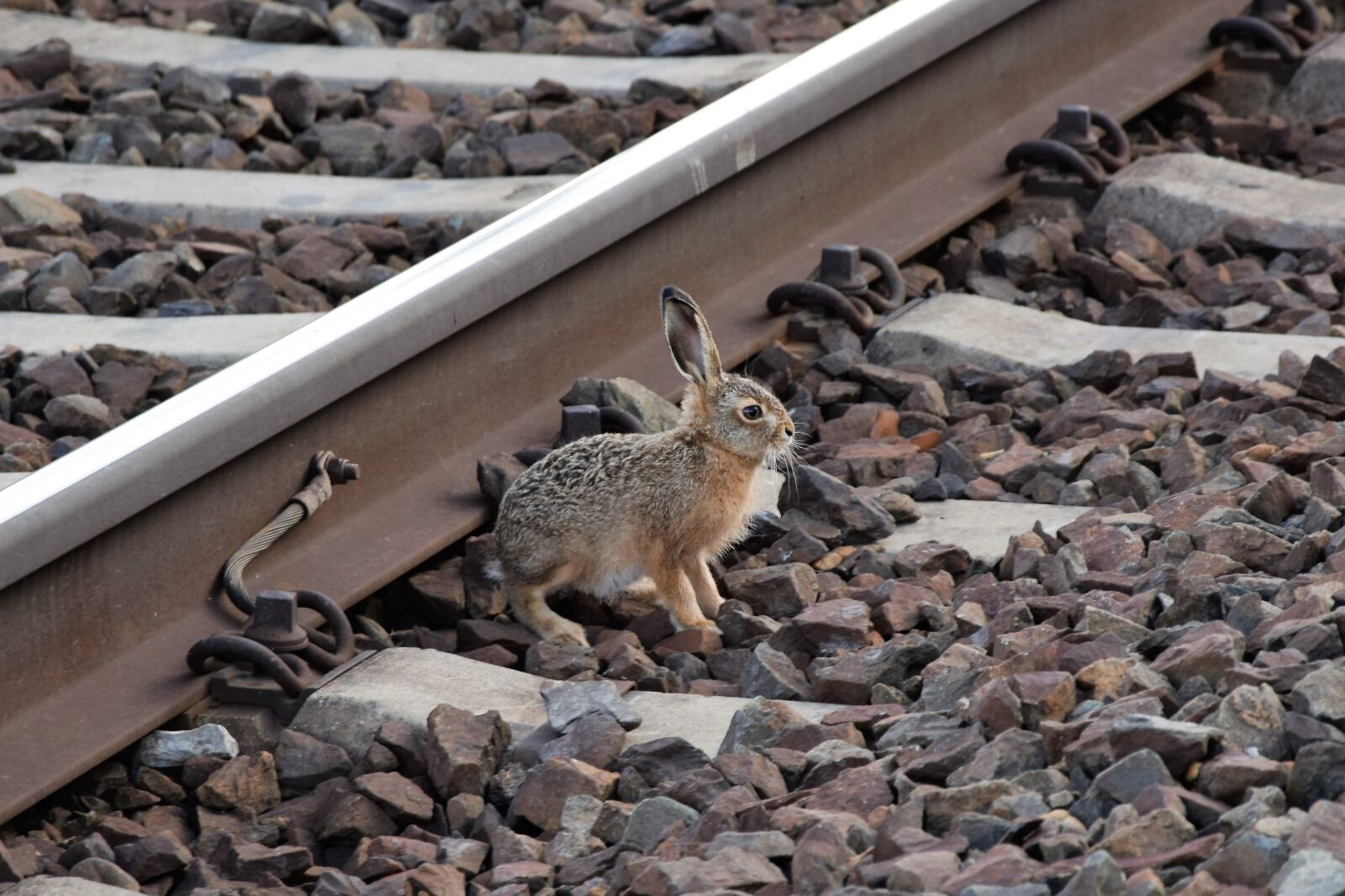Nikon D3300 sample photo. Young wild rabbit, near photography