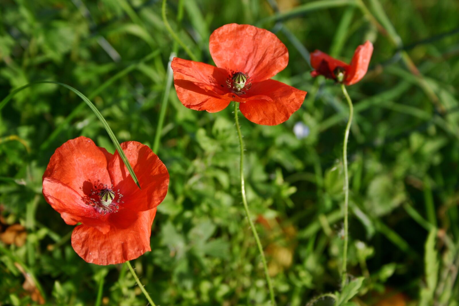 Canon EOS 300D (EOS Digital Rebel / EOS Kiss Digital) sample photo. Poppy flower, poppy, blossom photography