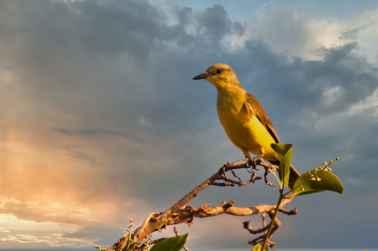 Nikon D70s sample photo. Flycatcher quarrelsome, birds, yellow photography