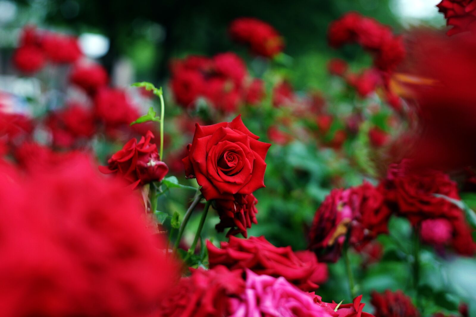 Canon EOS D60 sample photo. Flower, flowers, rose photography