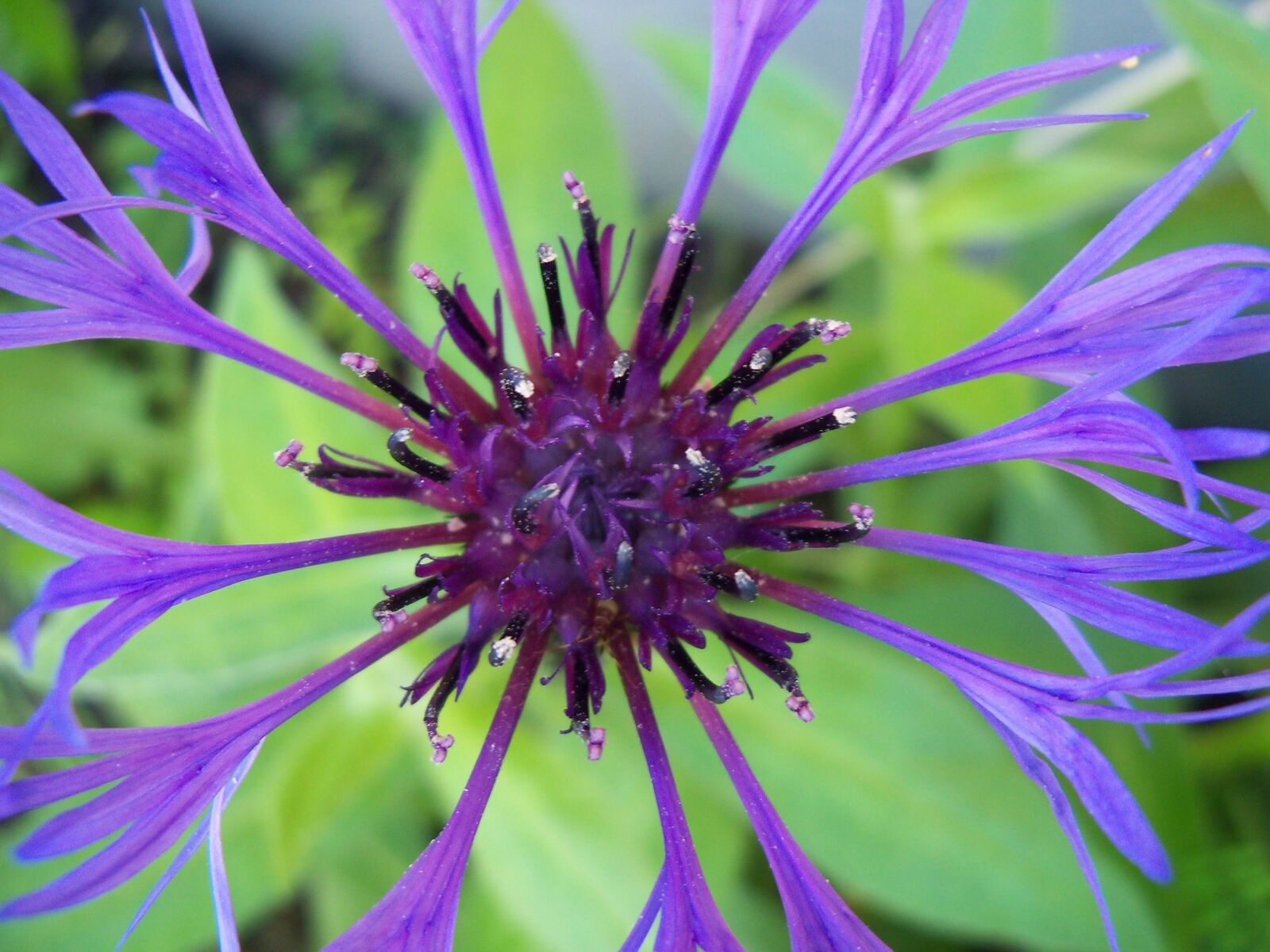 Kodak EasyShare Z915 sample photo. Flower, violett, summer photography