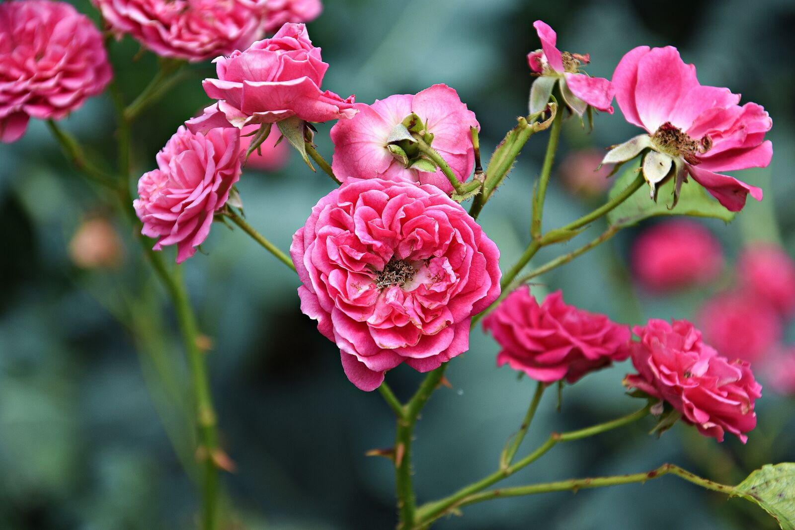 Nikon D3400 sample photo. Pink, light red, flower photography