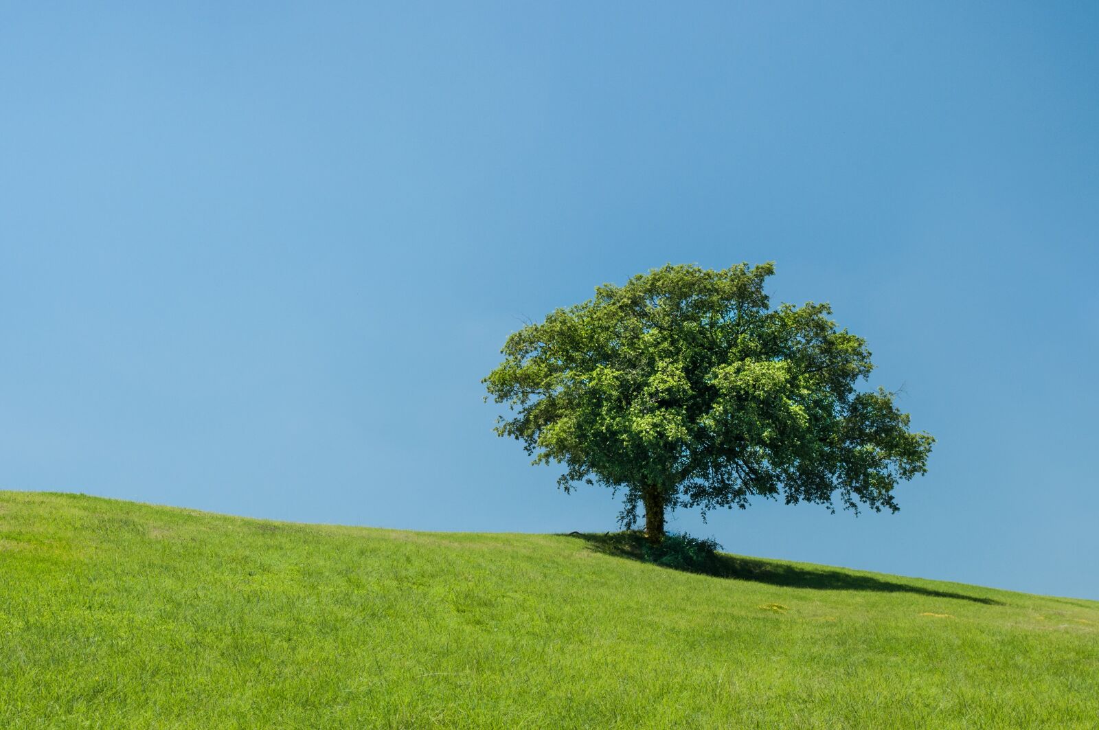 Nikon D5000 sample photo. Hill, lonely, tree photography