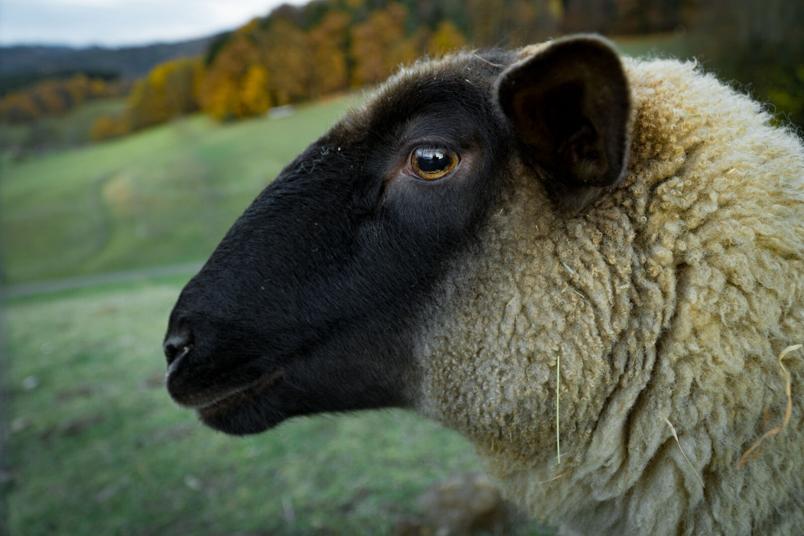 Sony a6000 + Sony E PZ 18-105mm F4 G OSS sample photo. Animal, close, up, countryside photography