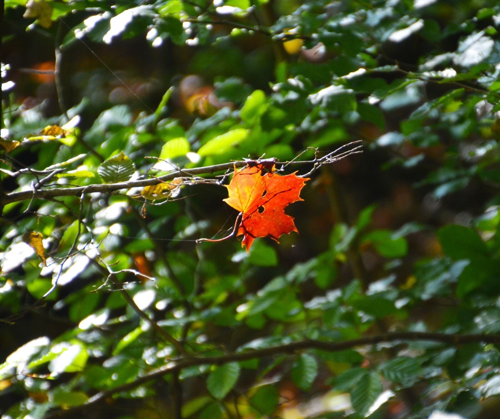 Nikon D7000 sample photo. Autumn, leaf, fall foliage photography