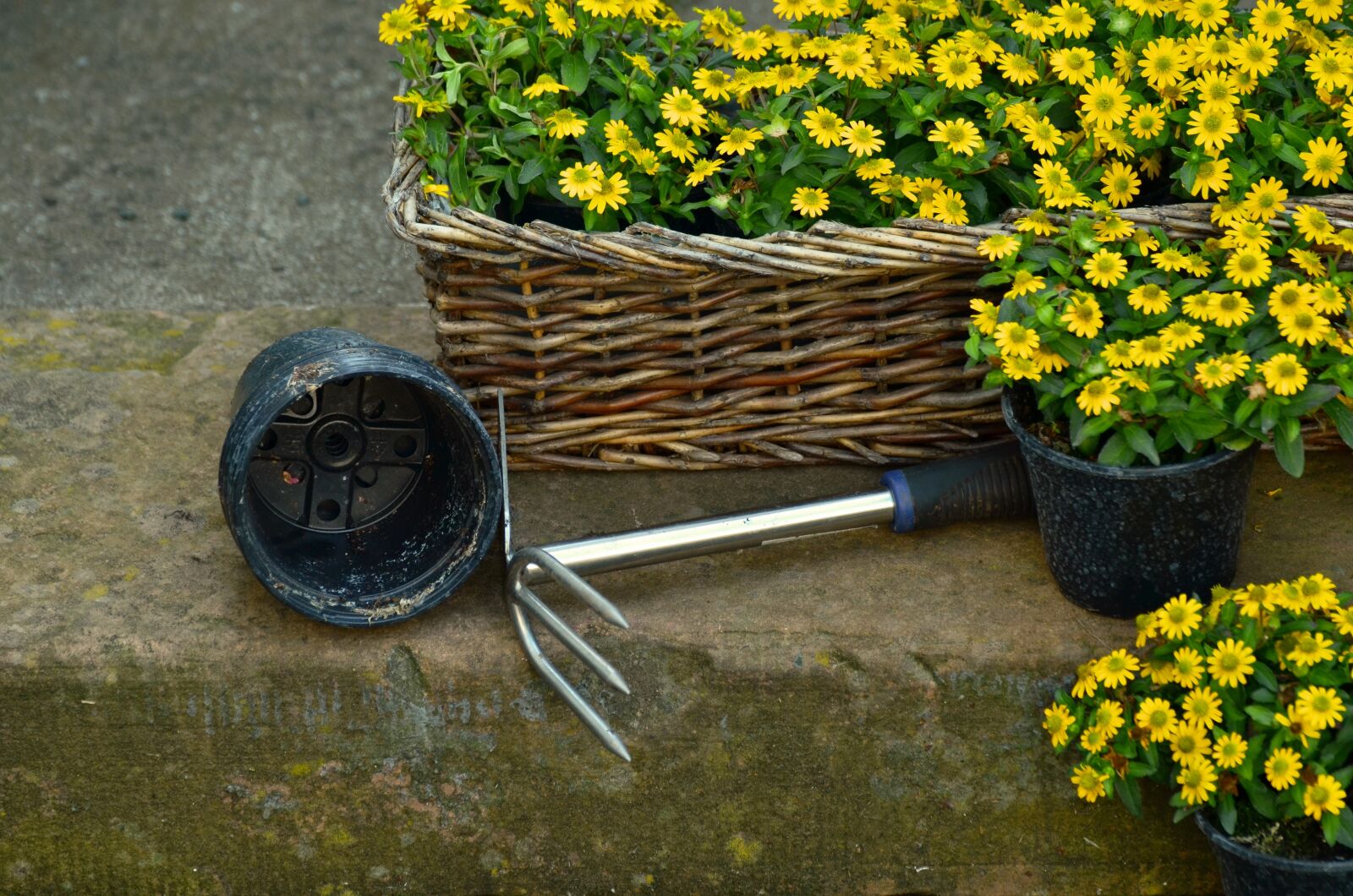 Nikon D5100 sample photo. Garden, gardening, plant flowers photography