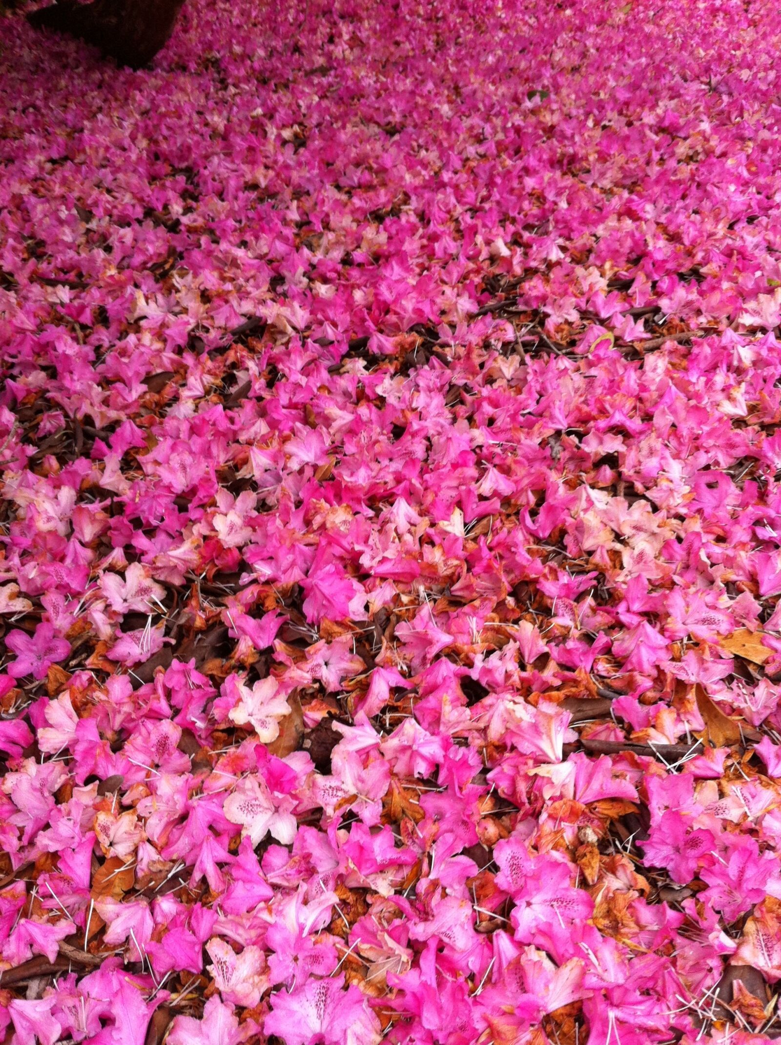 Apple iPhone 4 sample photo. Rhodedendrons, fabulous, carpet photography