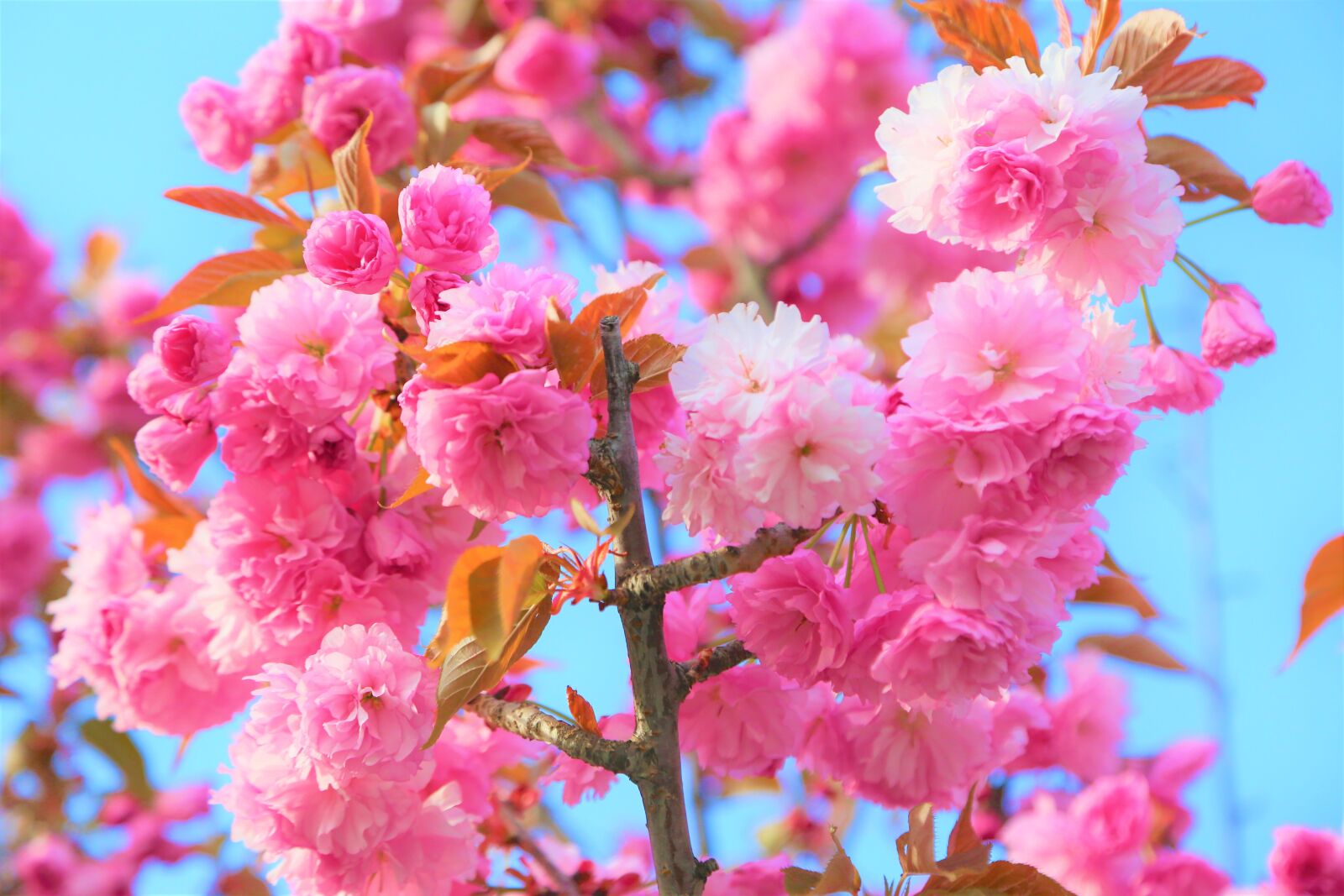 Canon EF 24-105mm F4L IS USM sample photo. Japanese cherry tree, flower photography