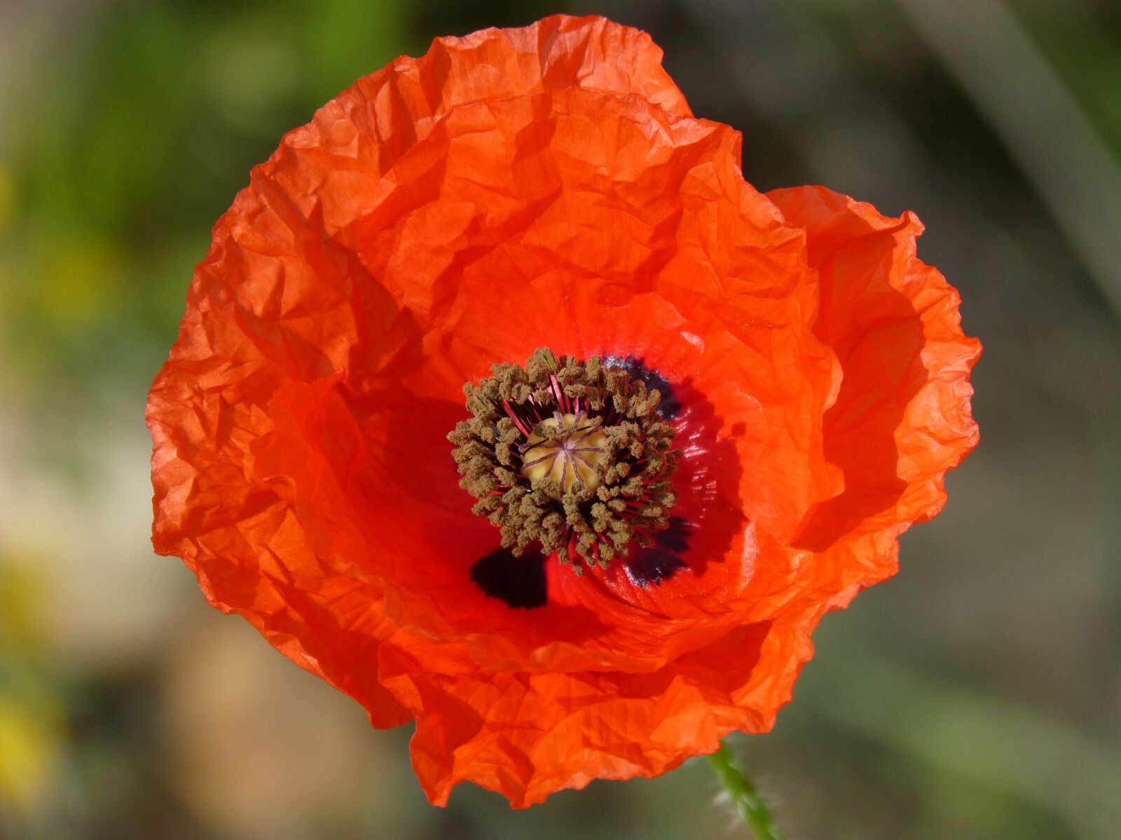 Panasonic DMC-FZ62 sample photo. Poppy, ababol, detail photography
