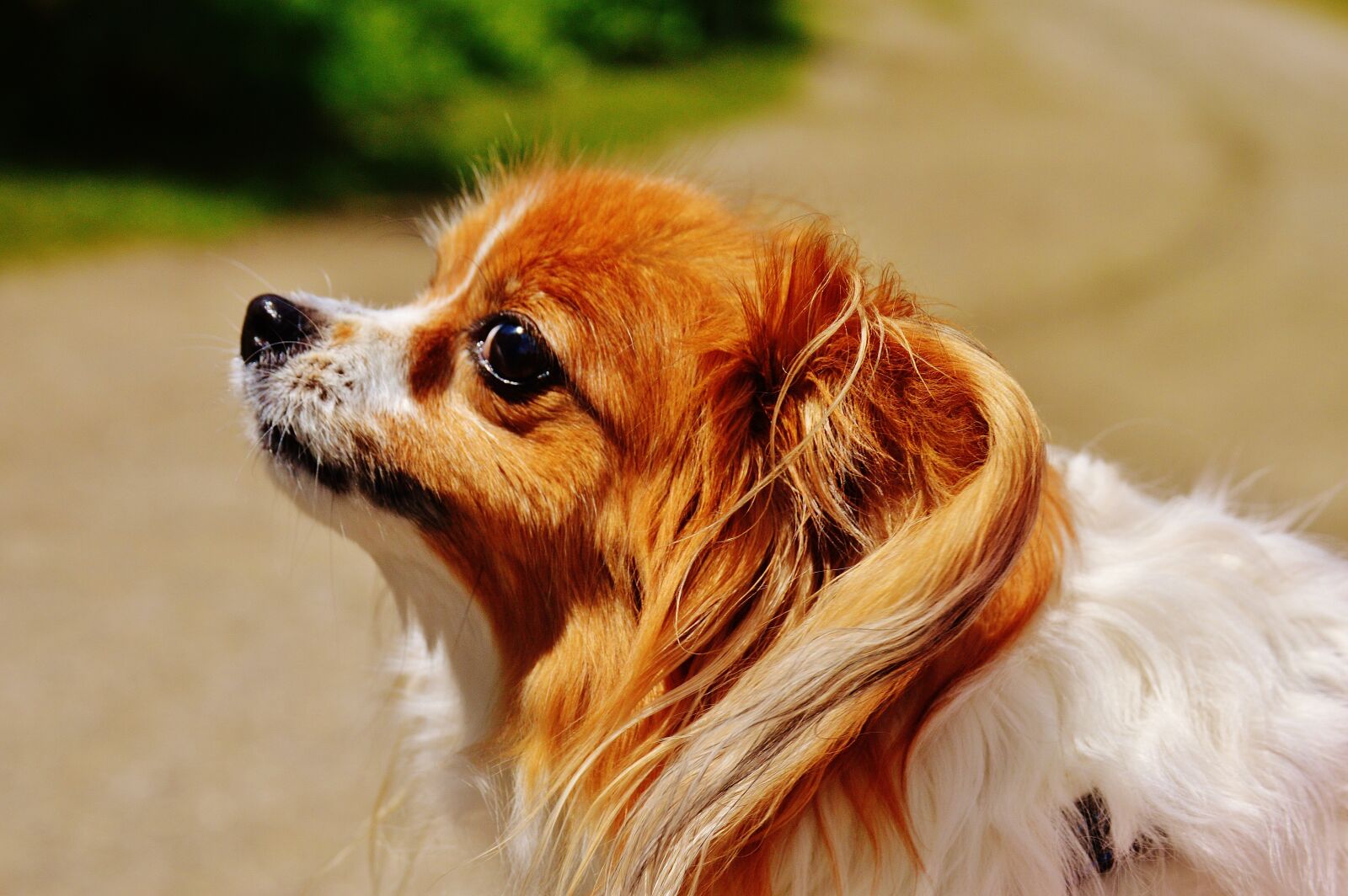 Nikon D3200 sample photo. Dog, chihuahua, cute photography