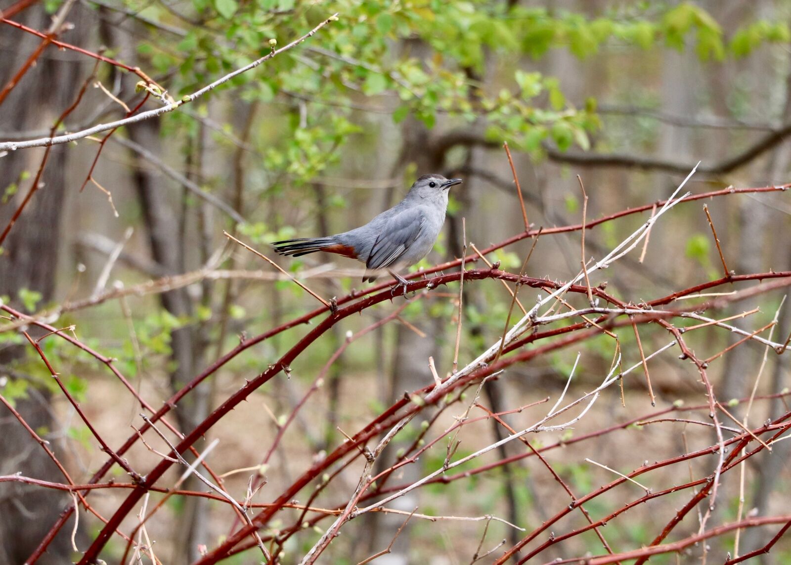 Canon EOS 800D (EOS Rebel T7i / EOS Kiss X9i) + Canon EF-S 18-135mm F3.5-5.6 IS STM sample photo. Bird, nature, forest photography