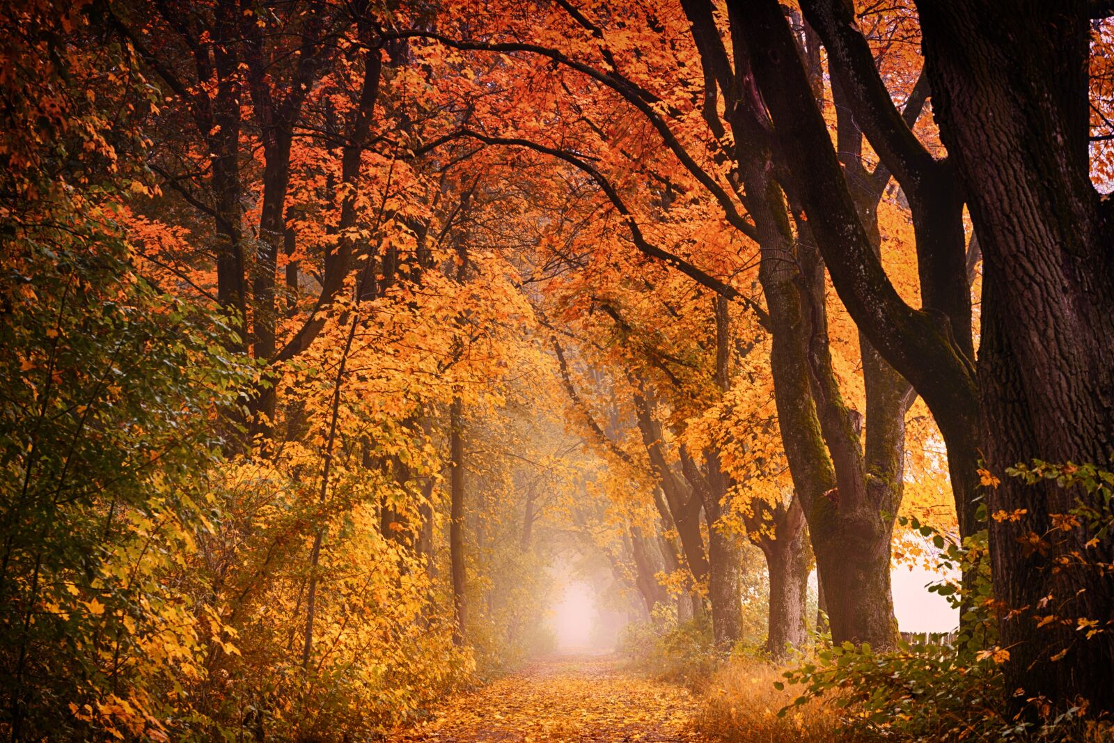 Sony a7 + Sony DT 50mm F1.8 SAM sample photo. Tree, autumn, nature photography