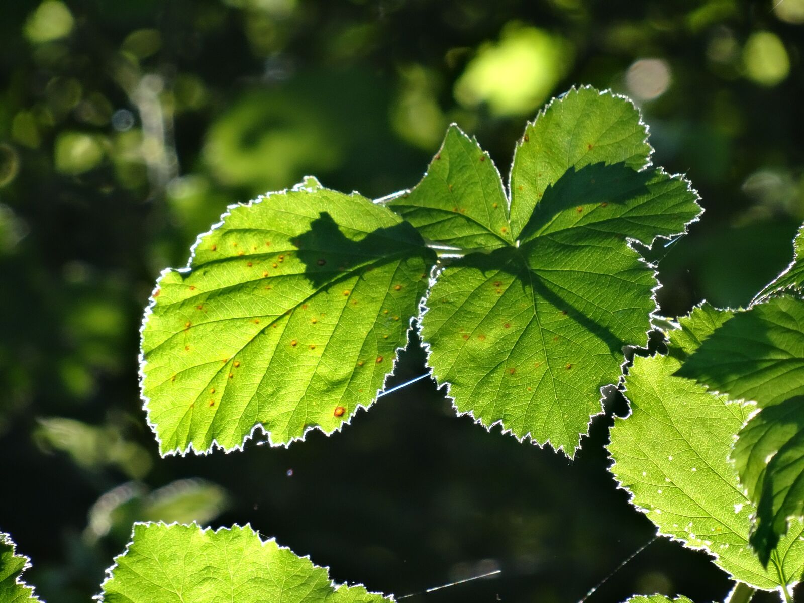 Sony DSC-HX50 sample photo. Beech leaves, against the photography