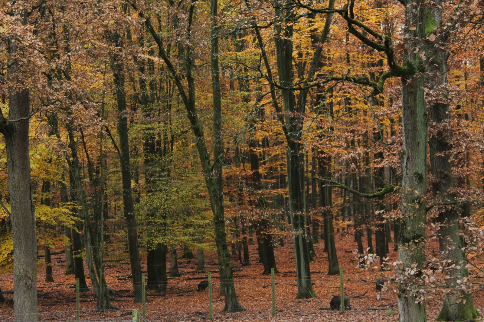Canon EOS 1200D (EOS Rebel T5 / EOS Kiss X70 / EOS Hi) sample photo. Forest, autumn, colorful photography