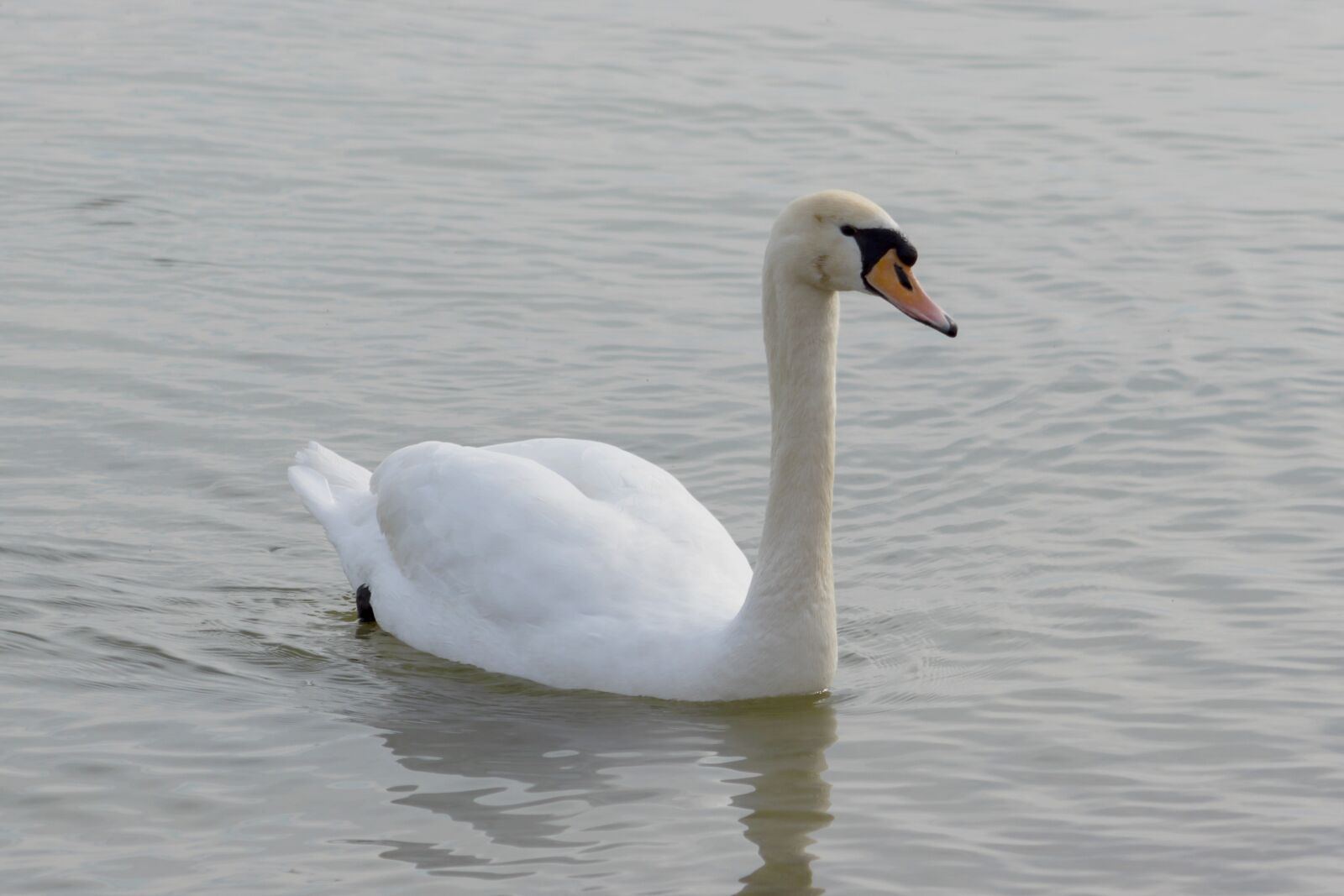 Canon EF75-300mm f/4-5.6 sample photo. Mute swan, swan, bird photography