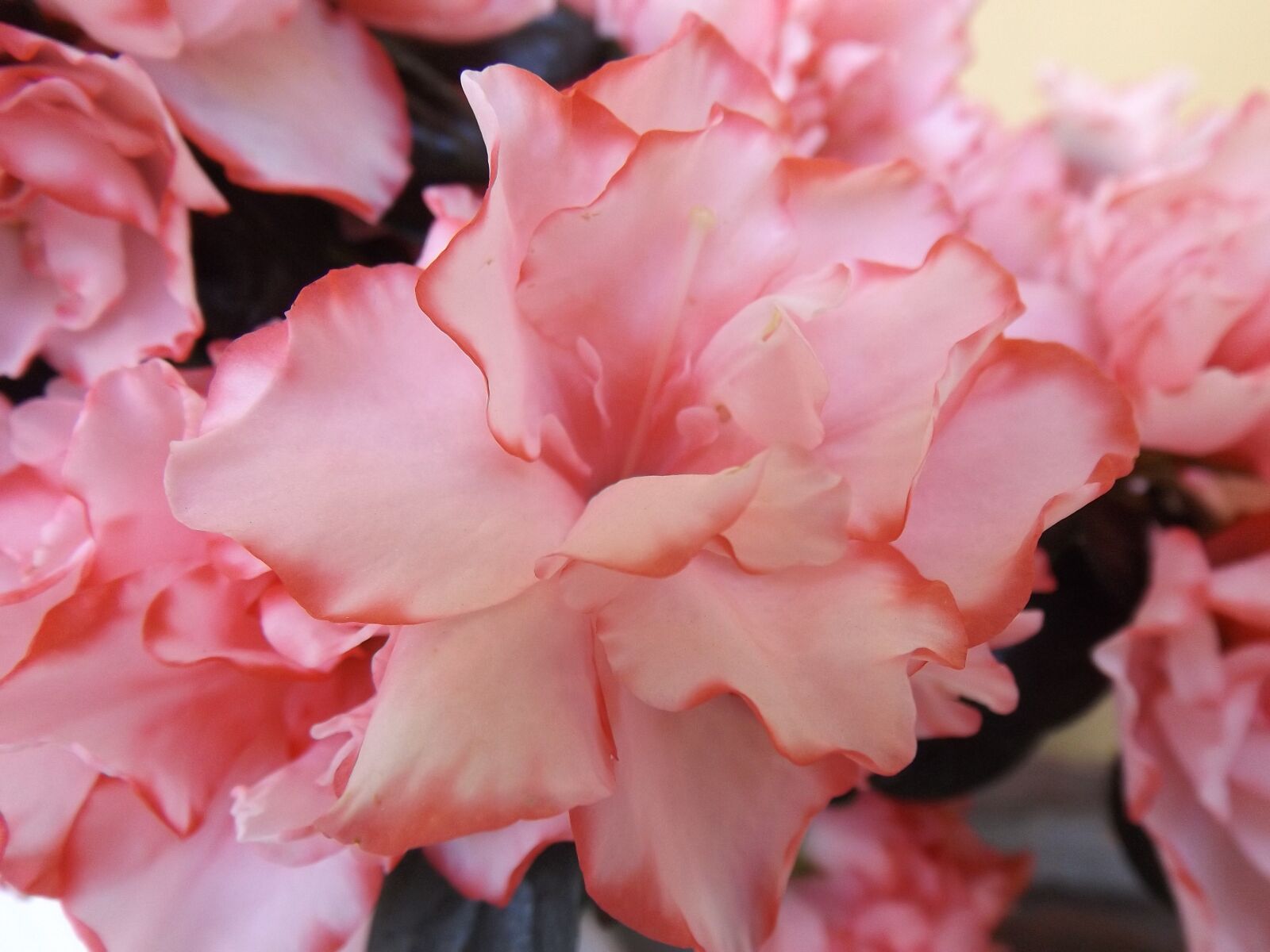Fujifilm FinePix S4600 sample photo. Flower, nature, green photography