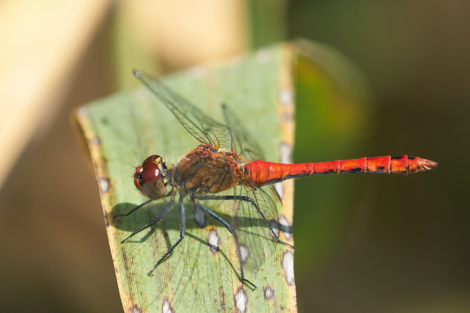 Sony a6500 sample photo. Dragonfly, leaf, plant photography