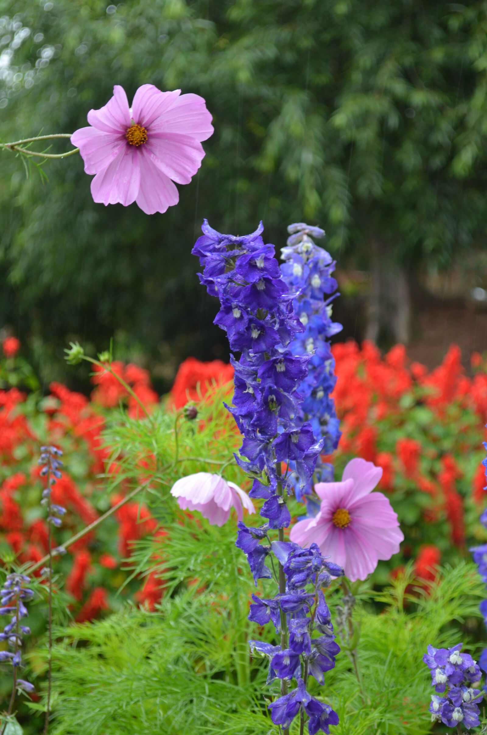 Nikon D5100 sample photo