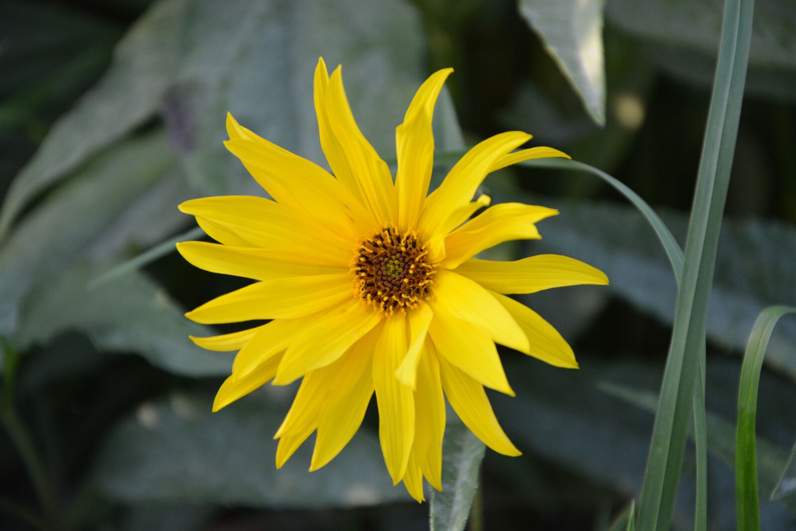 Nikon D5200 sample photo. Flower, flowers, plant photography