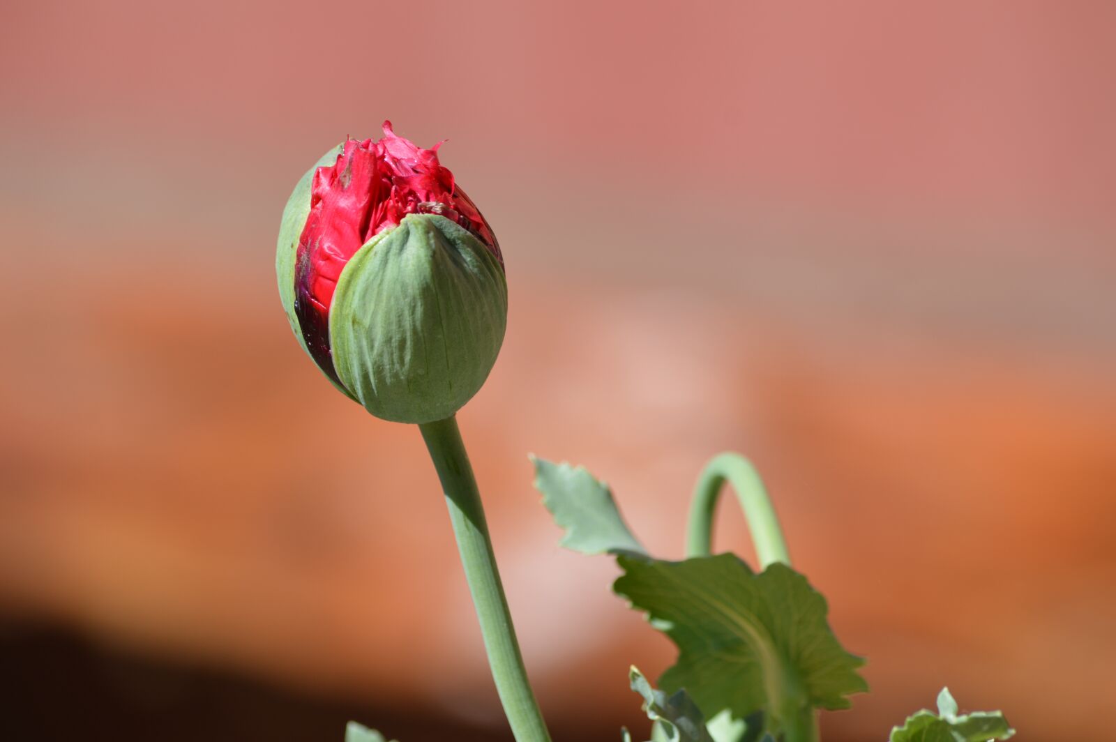 Nikon D3200 sample photo. Flower, poppy, button photography