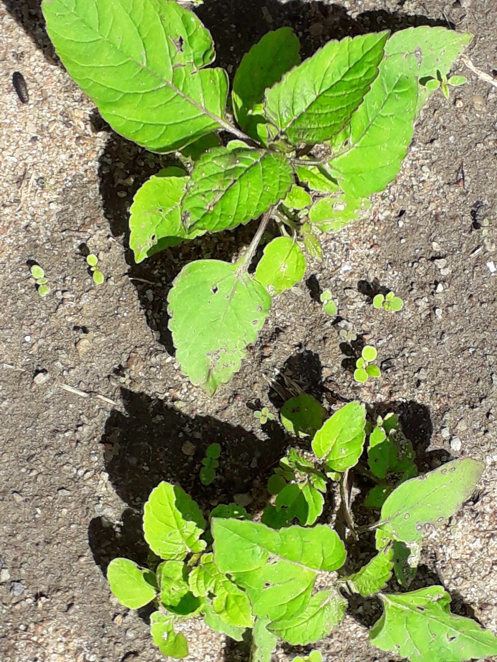 Samsung Galaxy J6 sample photo. Plant, planta, nature photography