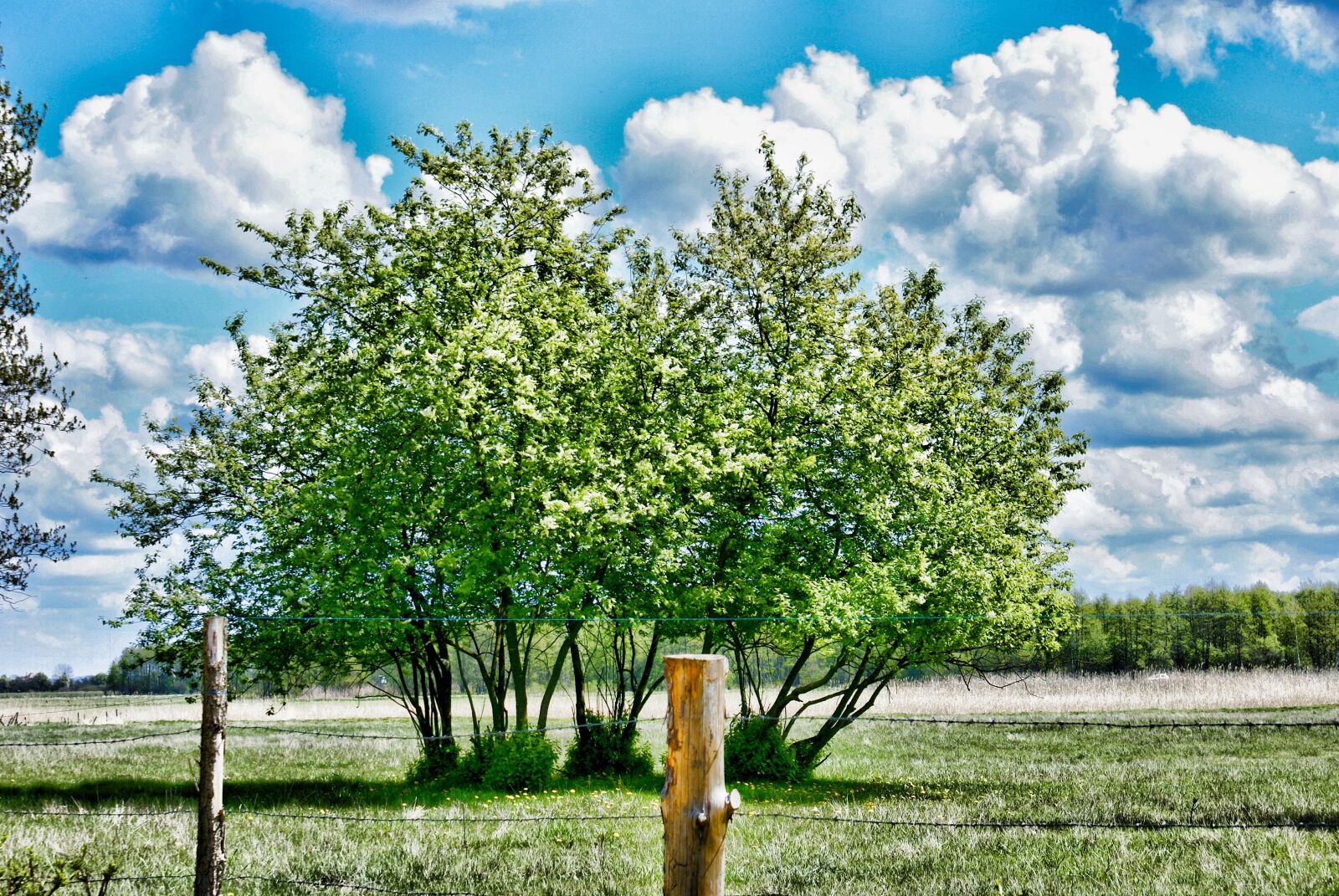 Sony Alpha DSLR-A100 sample photo. Spring, tree, clouds photography