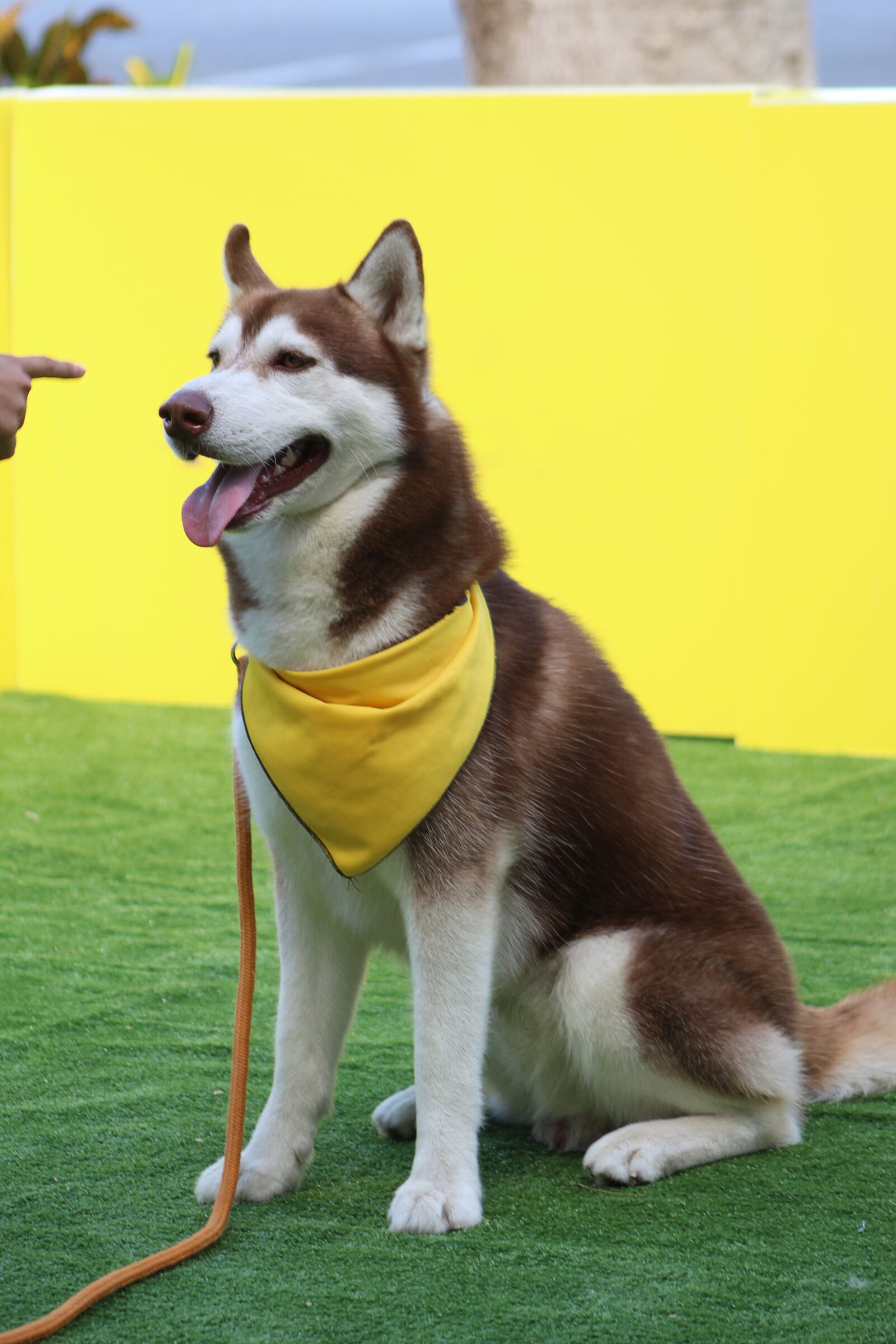 Canon EF75-300mm f/4-5.6 sample photo. Siberian husky, dog command photography