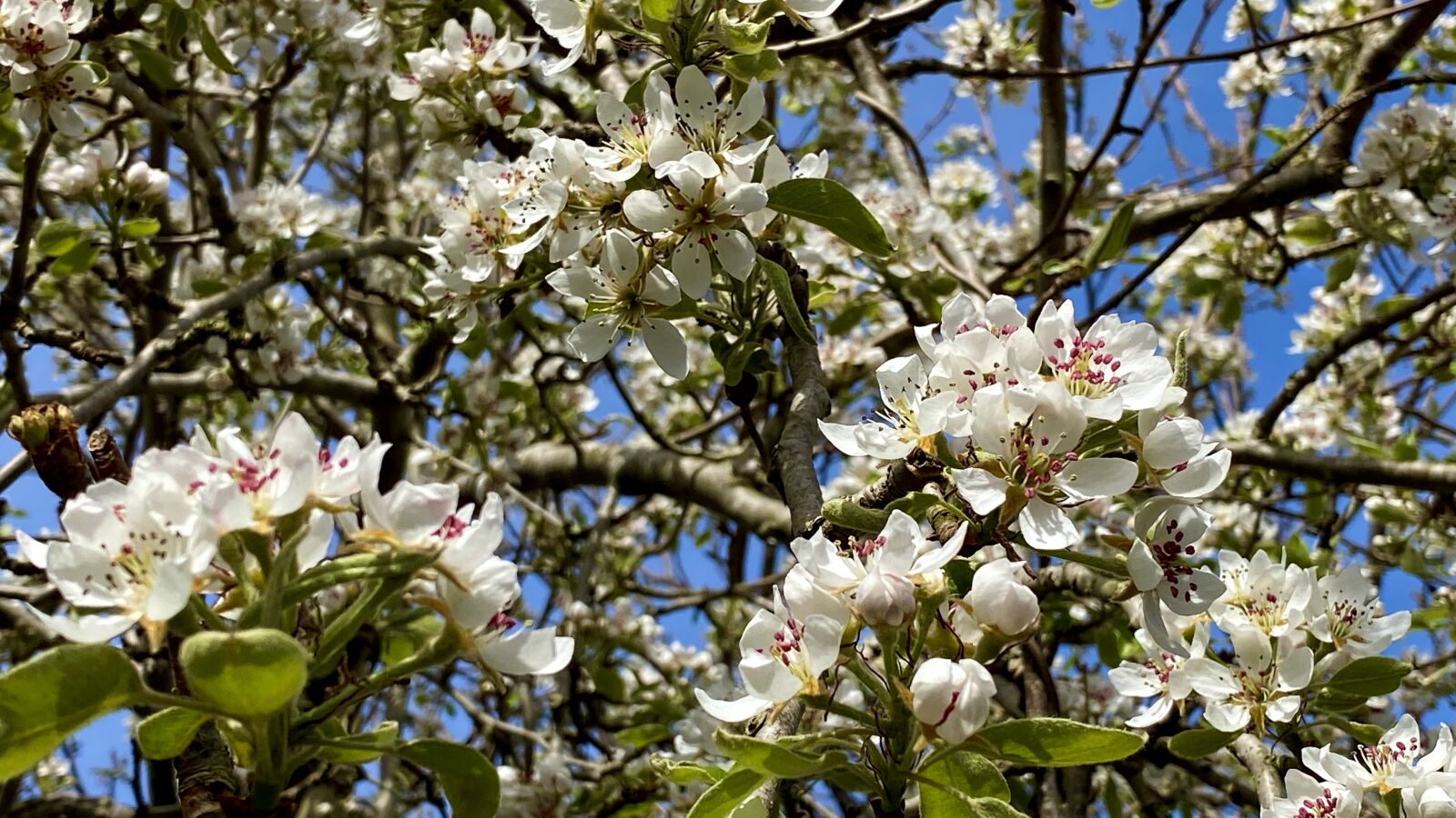 Apple iPhone 11 Pro sample photo. Blossom, white, bloom photography