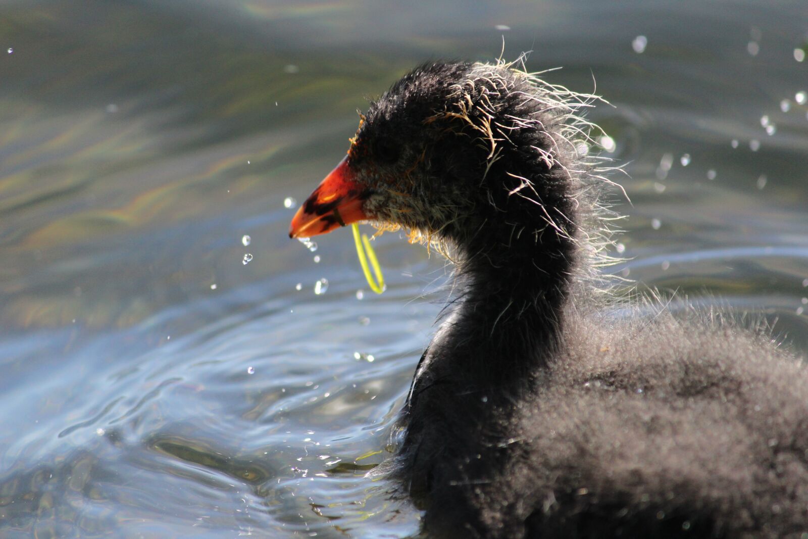 Canon EOS 1200D (EOS Rebel T5 / EOS Kiss X70 / EOS Hi) sample photo. Coot, bird, water bird photography