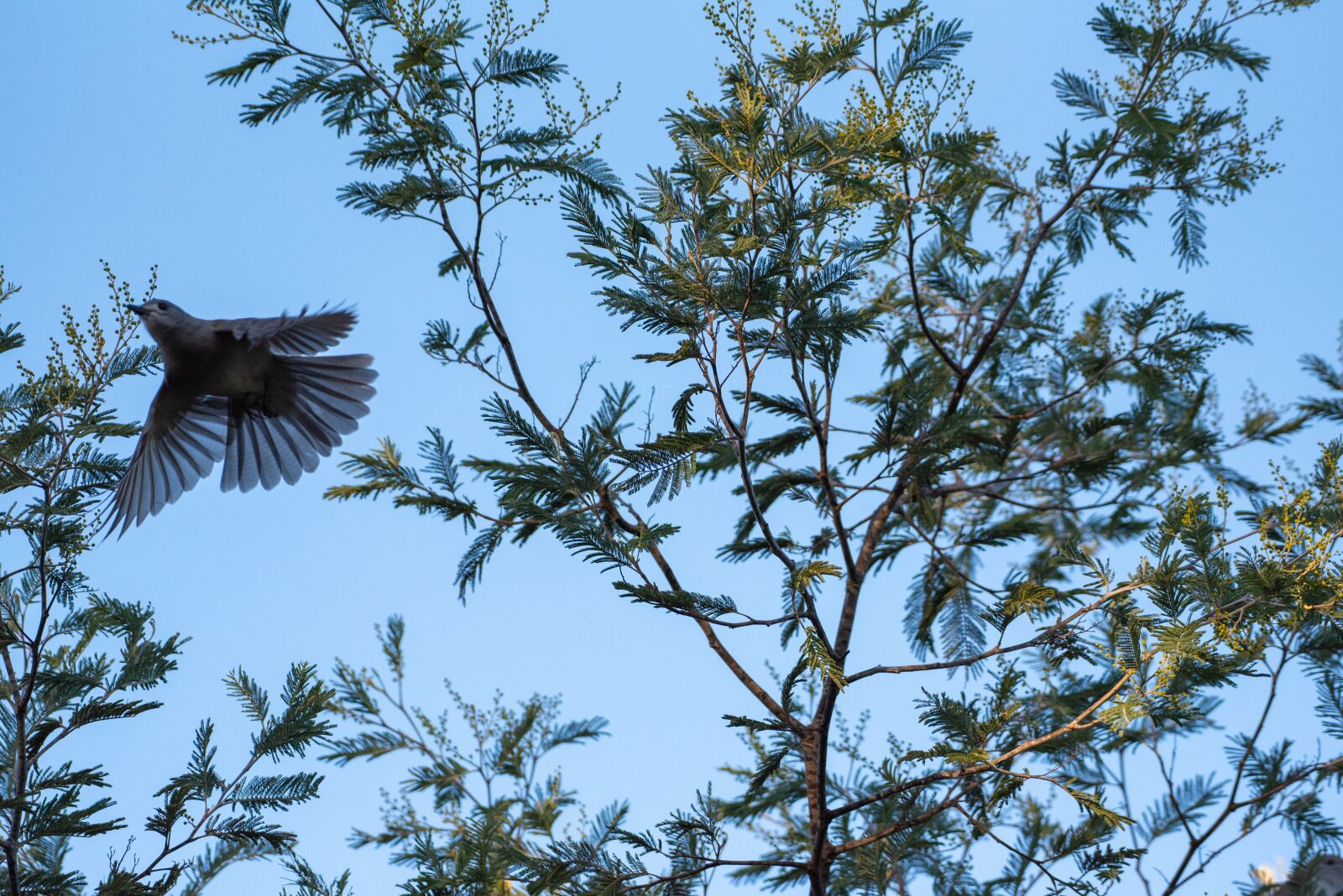 Nikon D750 sample photo. Bird, avian, animal photography