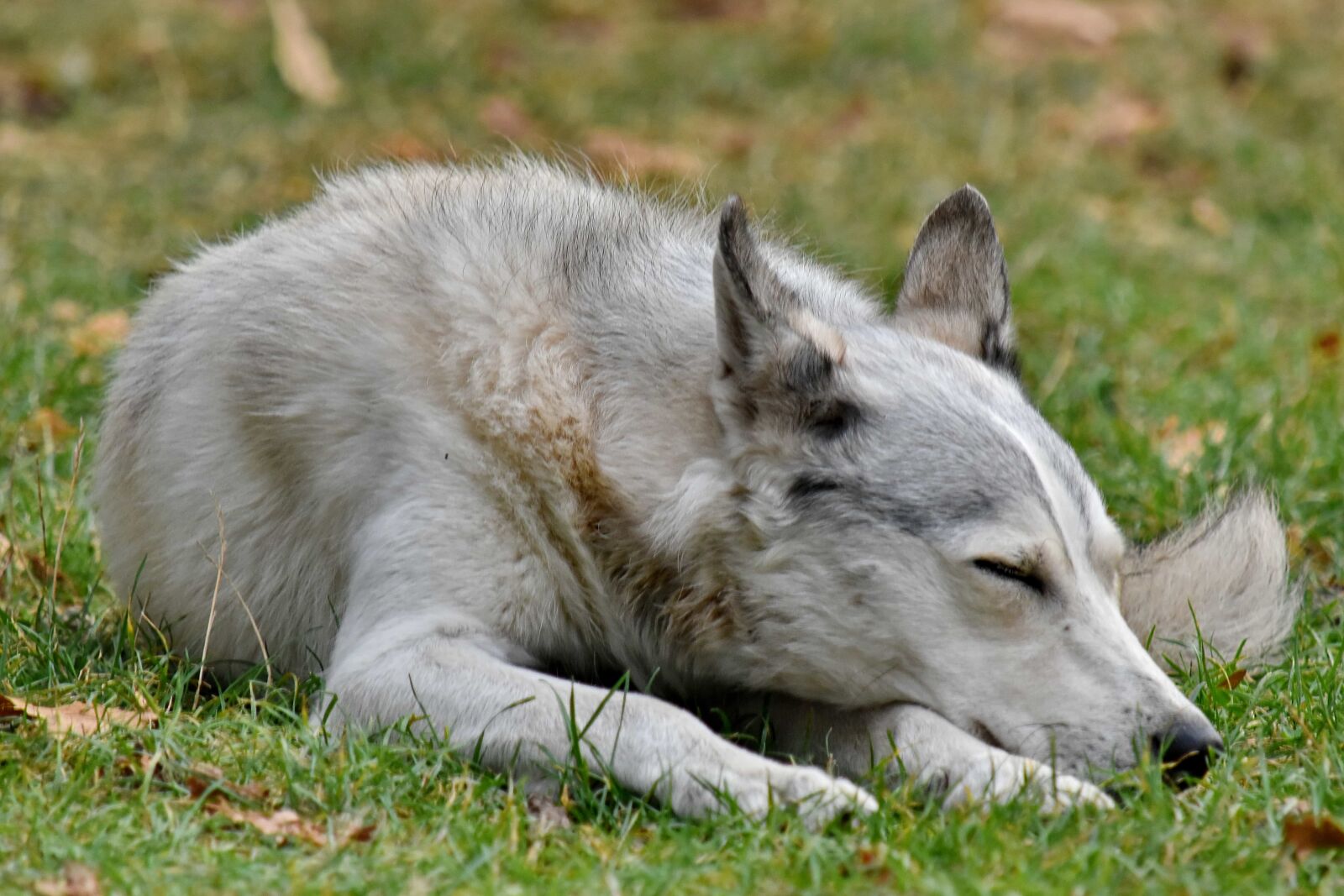 Nikon D5500 sample photo. Husky, laying, pedigree, sleeping photography