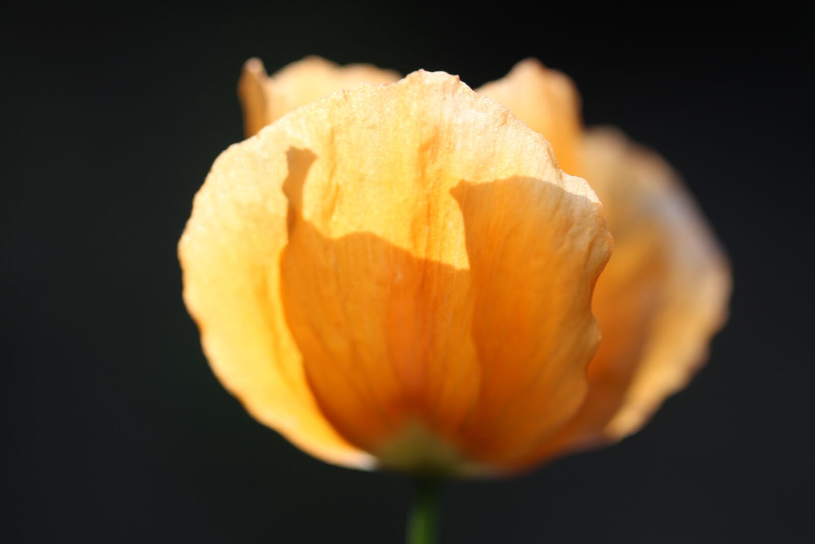 Canon EOS 1300D (EOS Rebel T6 / EOS Kiss X80) + Canon EF-S 60mm F2.8 Macro USM sample photo. Poppy, orange, blossom photography